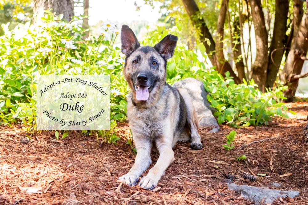 DUKE, a Adoptable German Shepherd Dog in Shelton, WA image 6/6