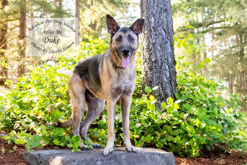 DUKE, a Adoptable German Shepherd Dog in Shelton, WA image 5/6