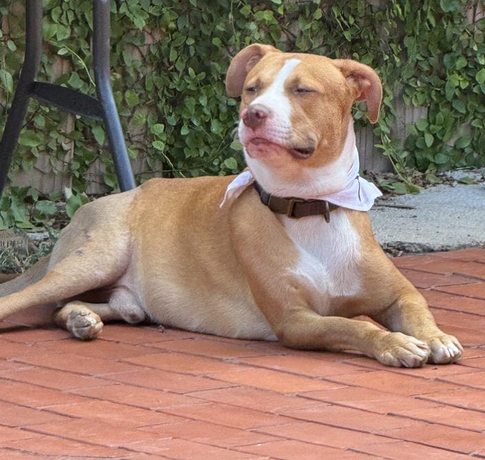 Enlarge Peanut, a Adoptable mixed breed in Brattleboro, VT image 3/5