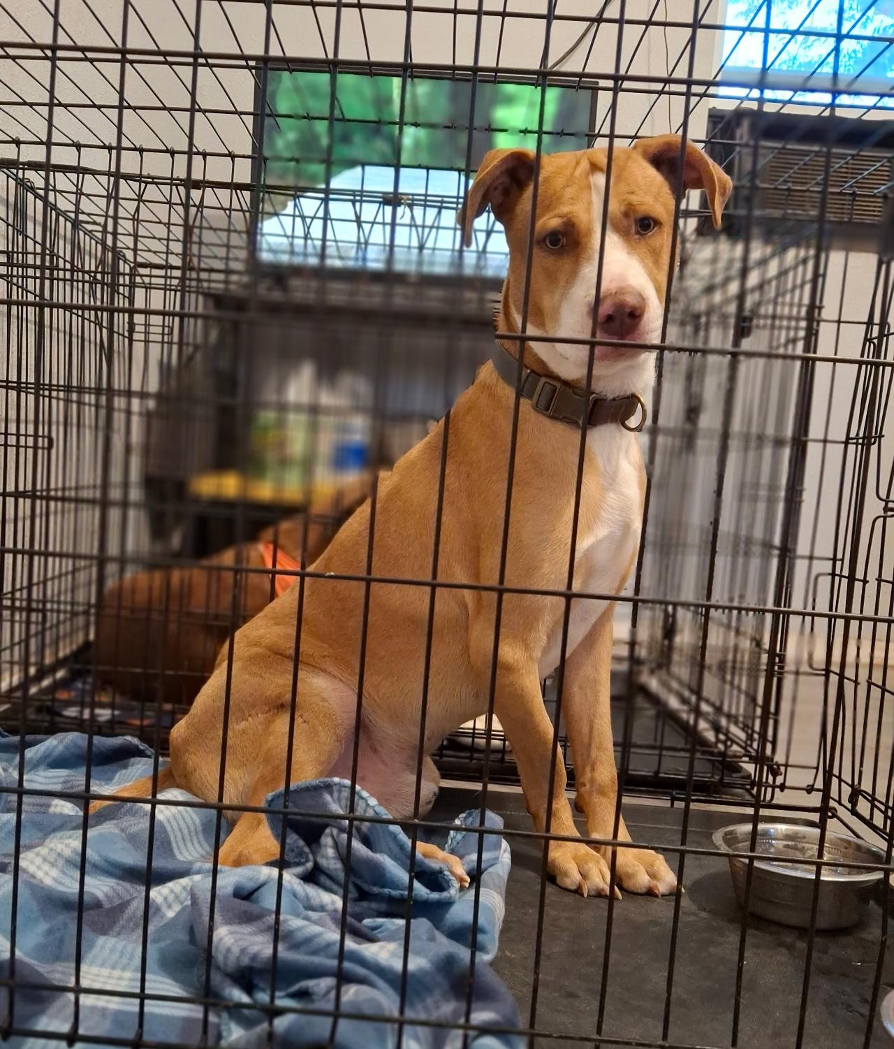 Enlarge Peanut, a Adoptable mixed breed in Brattleboro, VT image 5/5