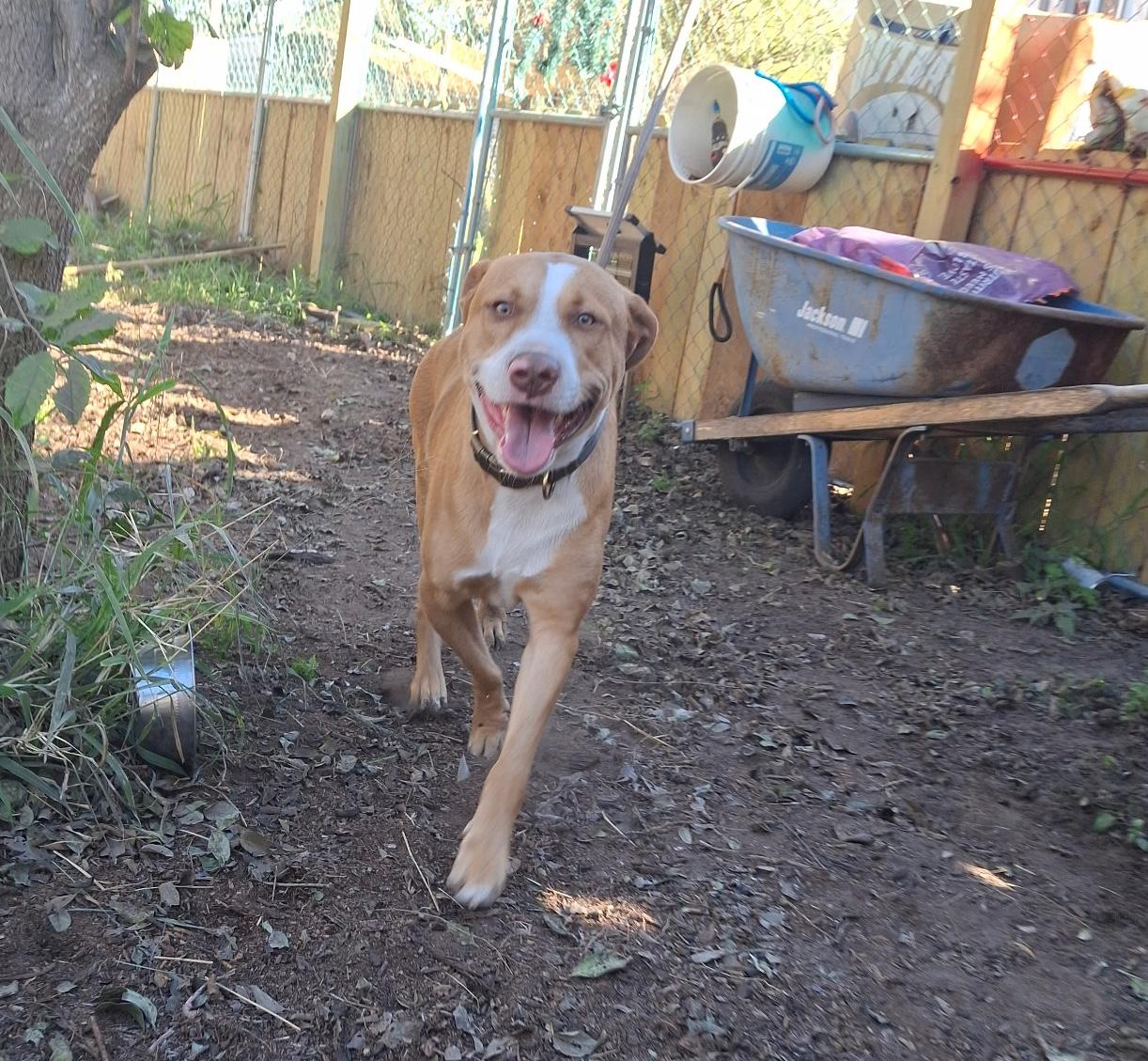 Enlarge Peanut, a Adoptable mixed breed in Brattleboro, VT image 4/5