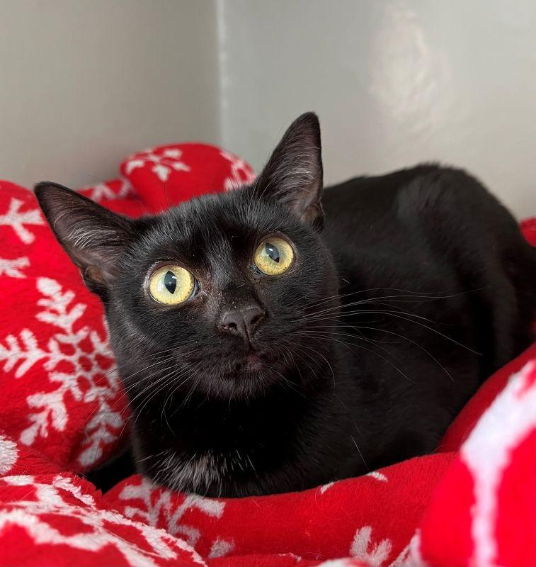 Odette, Adoptable, Young Female Domestic Short Hair.