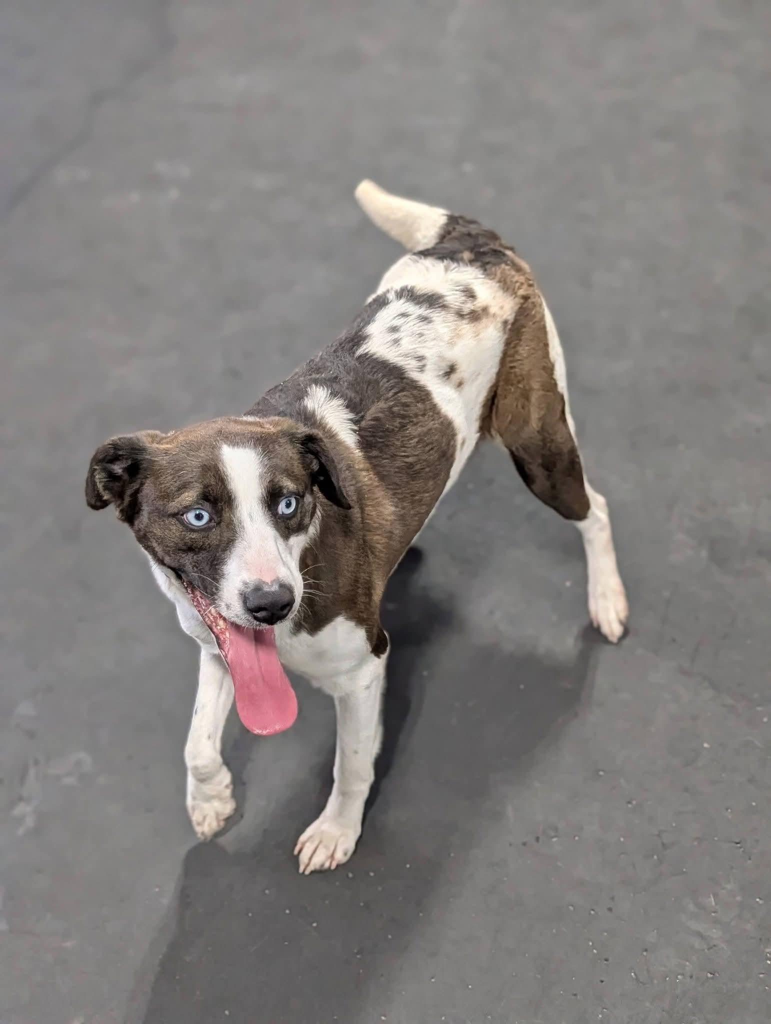 Enlarge Lainey, a ADOPTABLE mixed breed in Grand Rapids, MI image 3/3