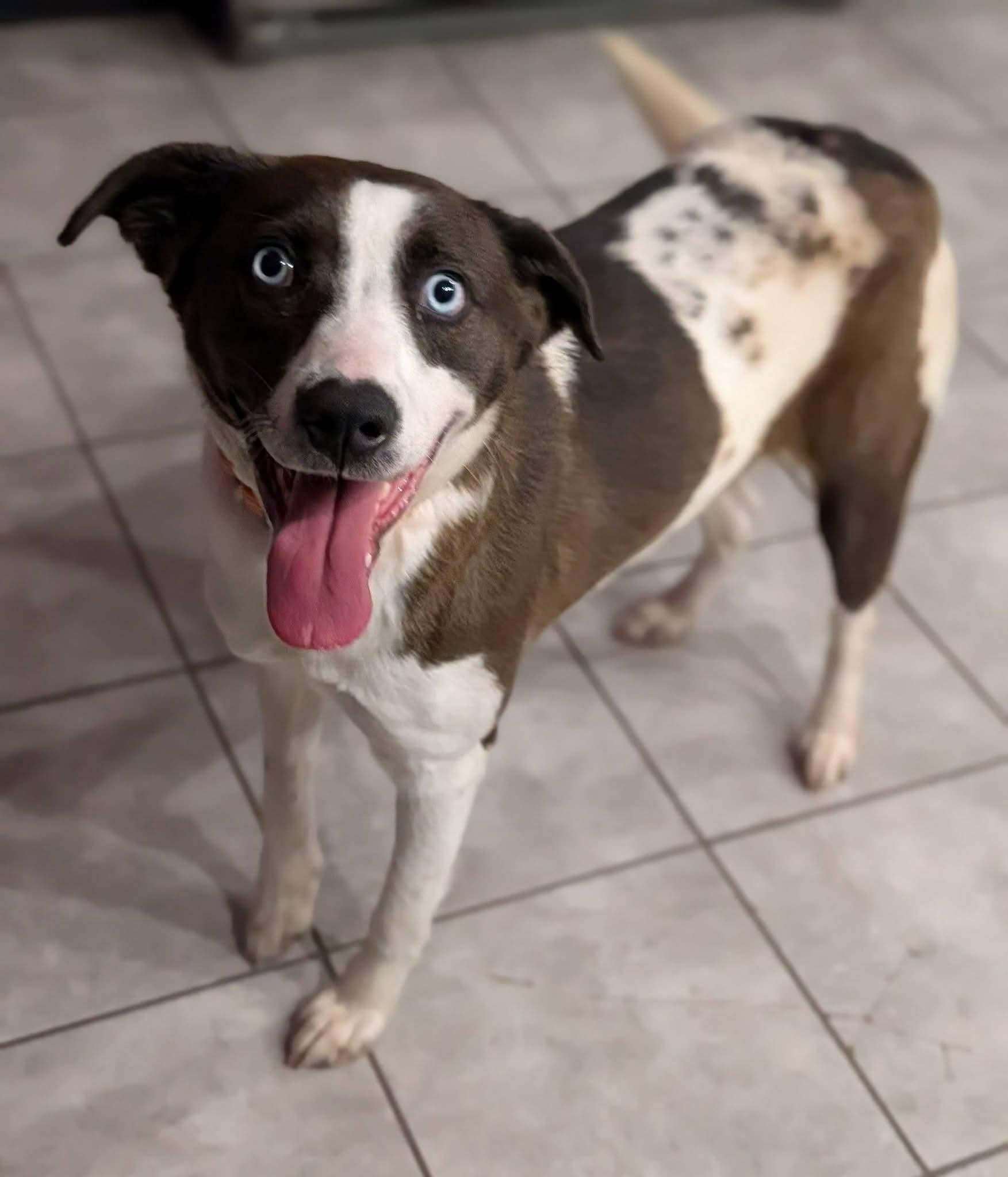 Enlarge Lainey, a ADOPTABLE mixed breed in Grand Rapids, MI image 1/3