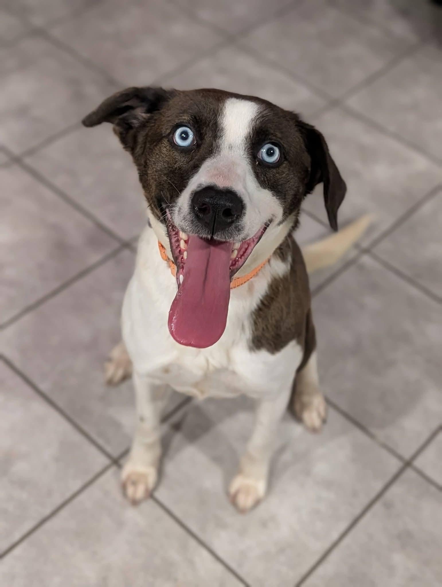 Enlarge Lainey, a ADOPTABLE mixed breed in Grand Rapids, MI image 2/3