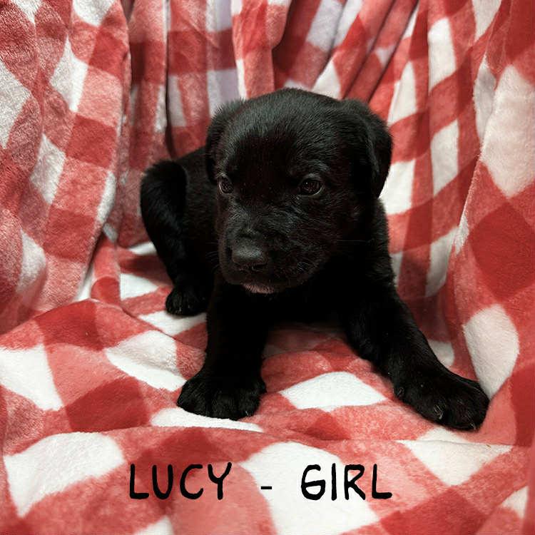 Lucy, ADOPTABLE, Puppy Female German Shepherd Dog.