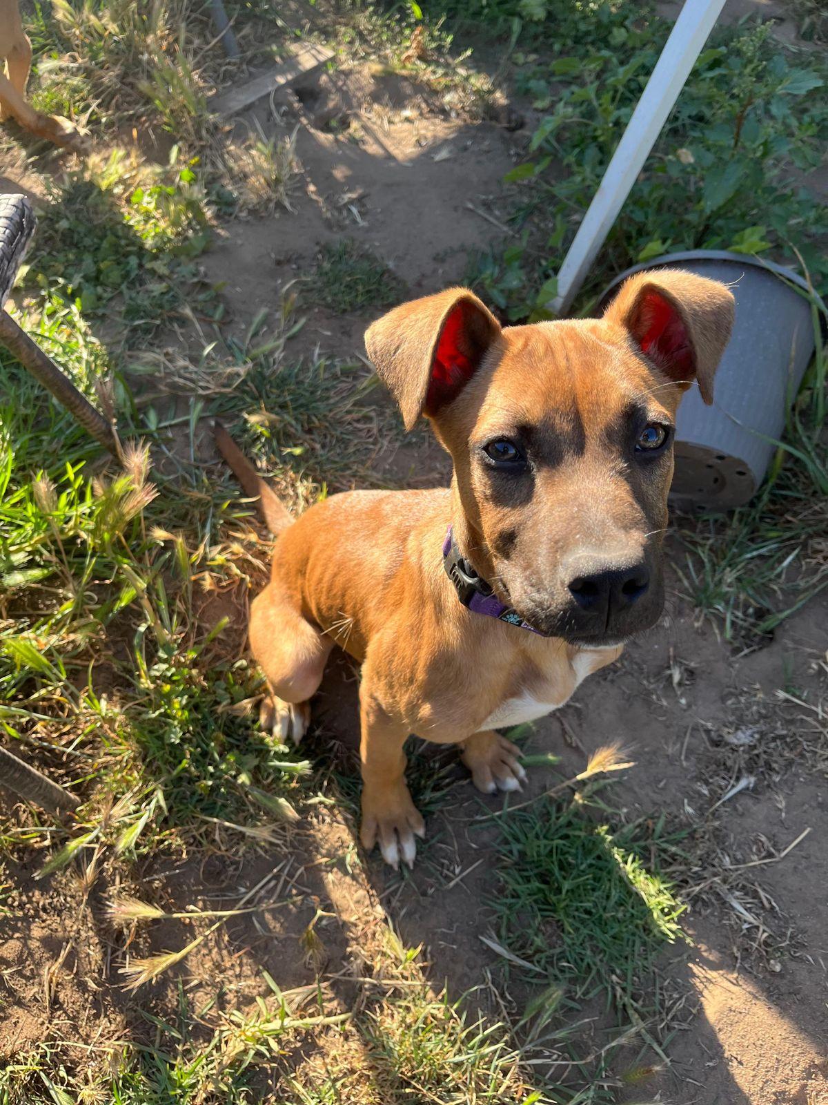 Wilbur, ADOPTABLE, Puppy Male Black Mouth Cur & Shepherd.