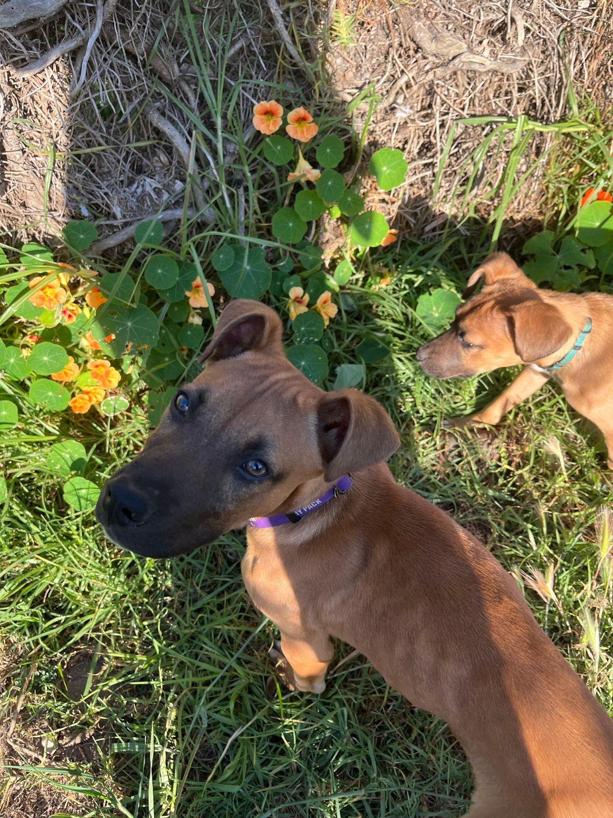 Wilbur, a ADOPTABLE mixed breed in Los Angeles, CA image 5/6