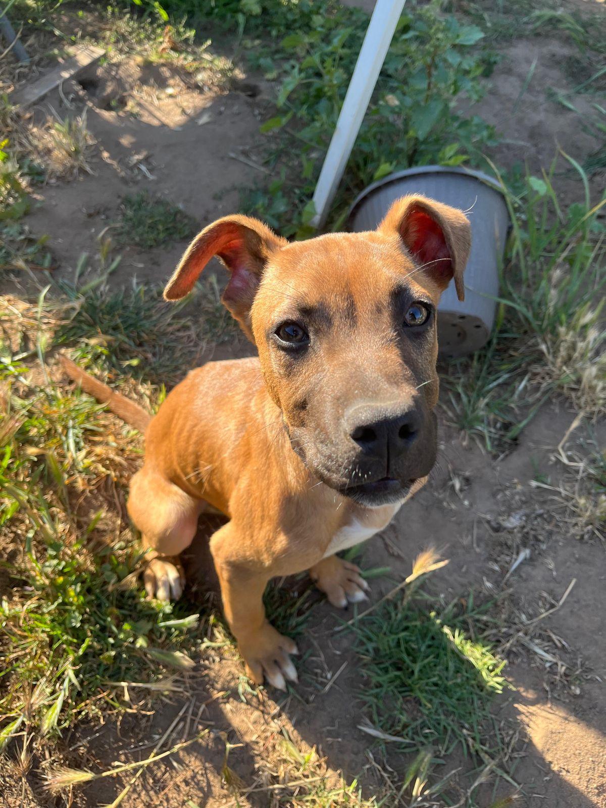 Wilbur, a ADOPTABLE mixed breed in Los Angeles, CA image 2/6