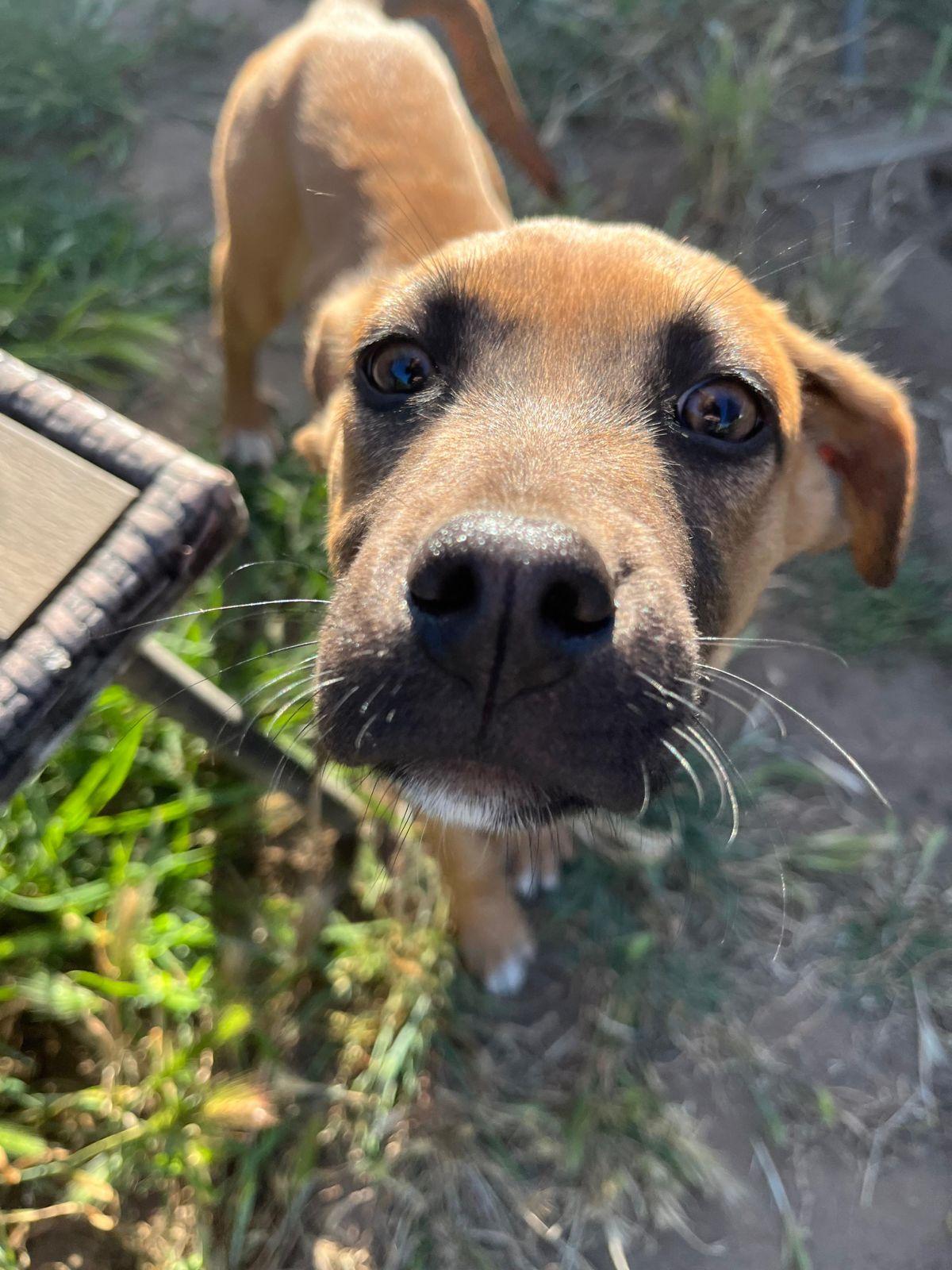Wilbur, a ADOPTABLE mixed breed in Los Angeles, CA image 3/6