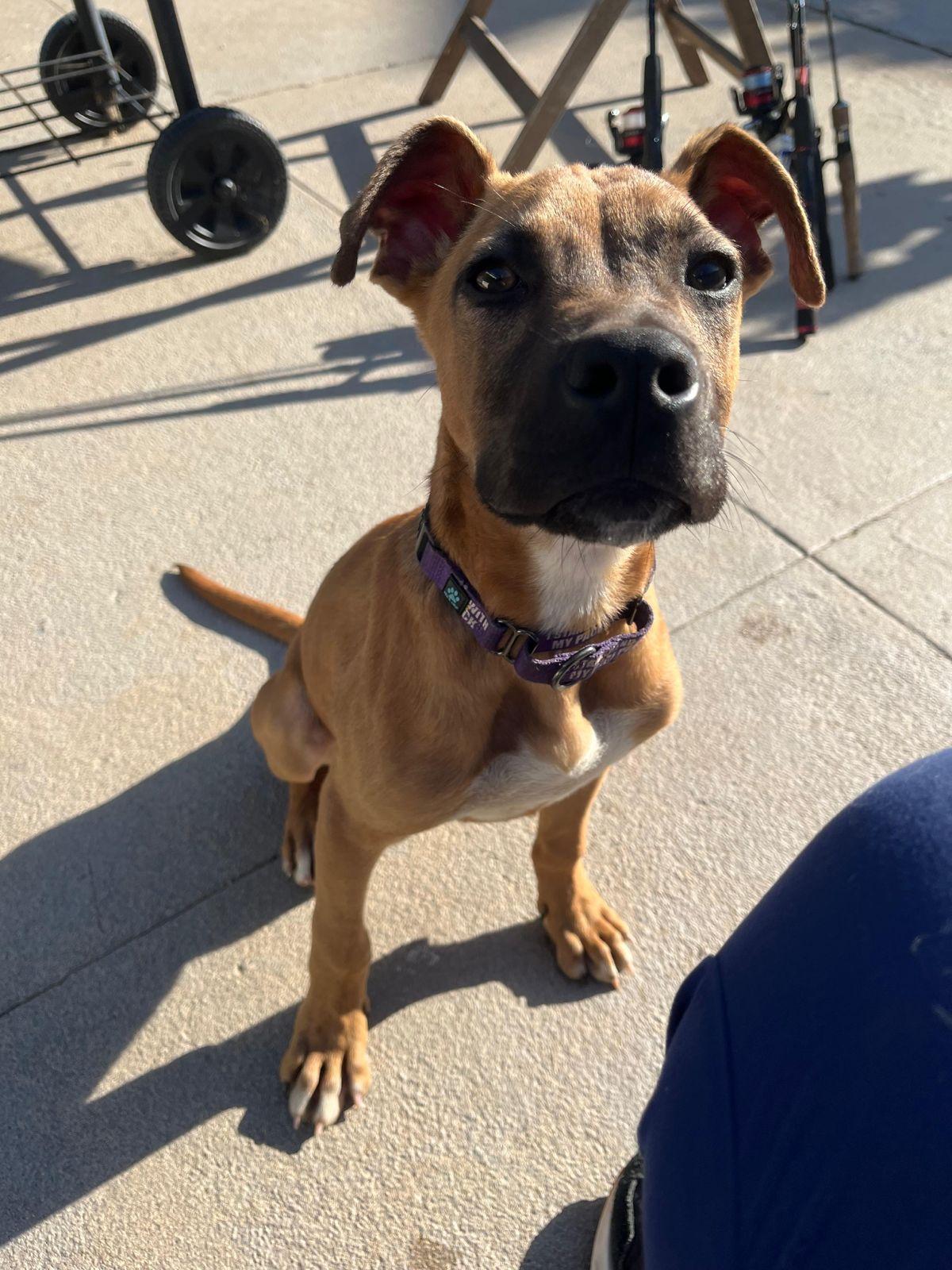 Wilbur, a ADOPTABLE mixed breed in Los Angeles, CA image 6/6