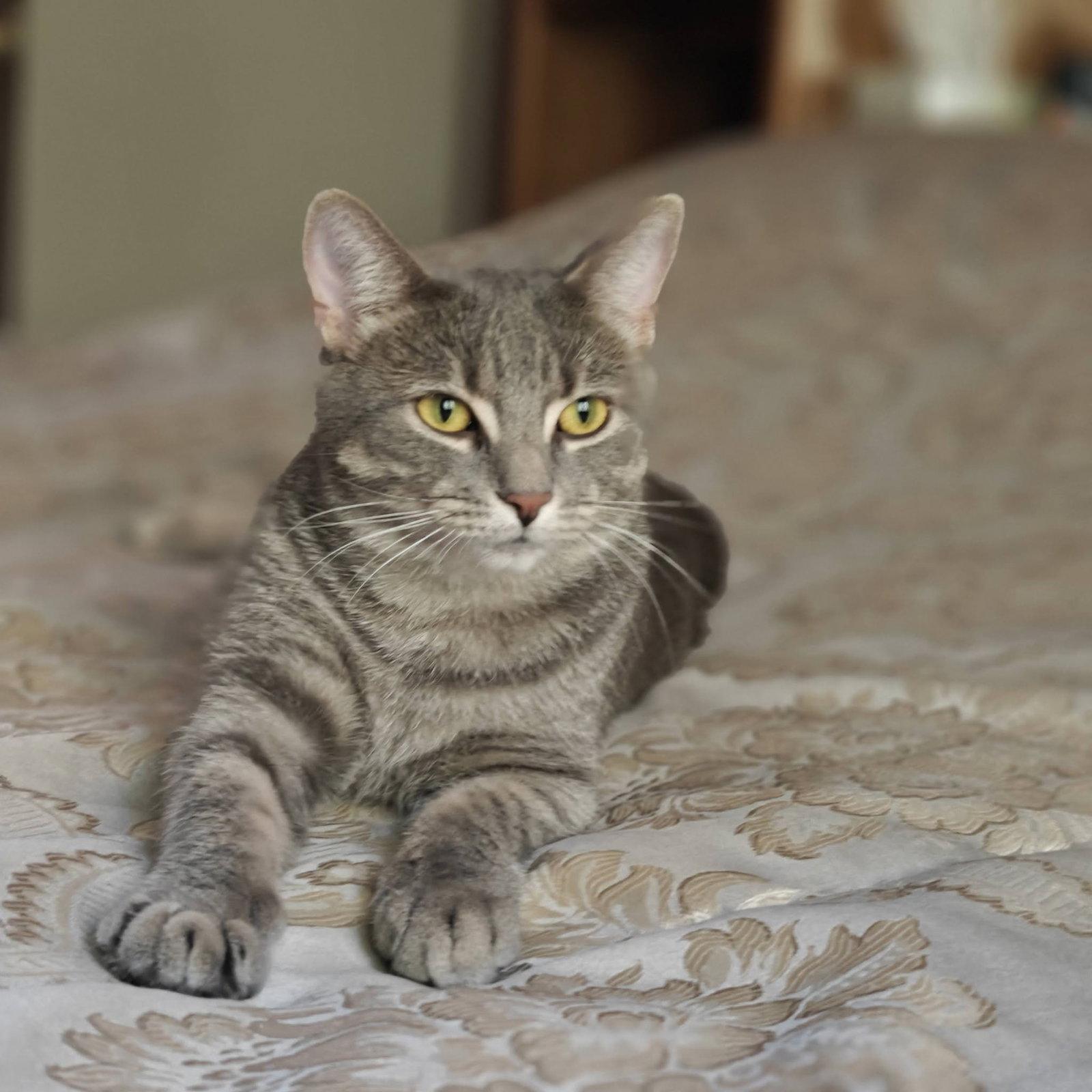 Enlarge Charlotte, a Adoptable Domestic Short Hair in Orleans, ON image 1/3