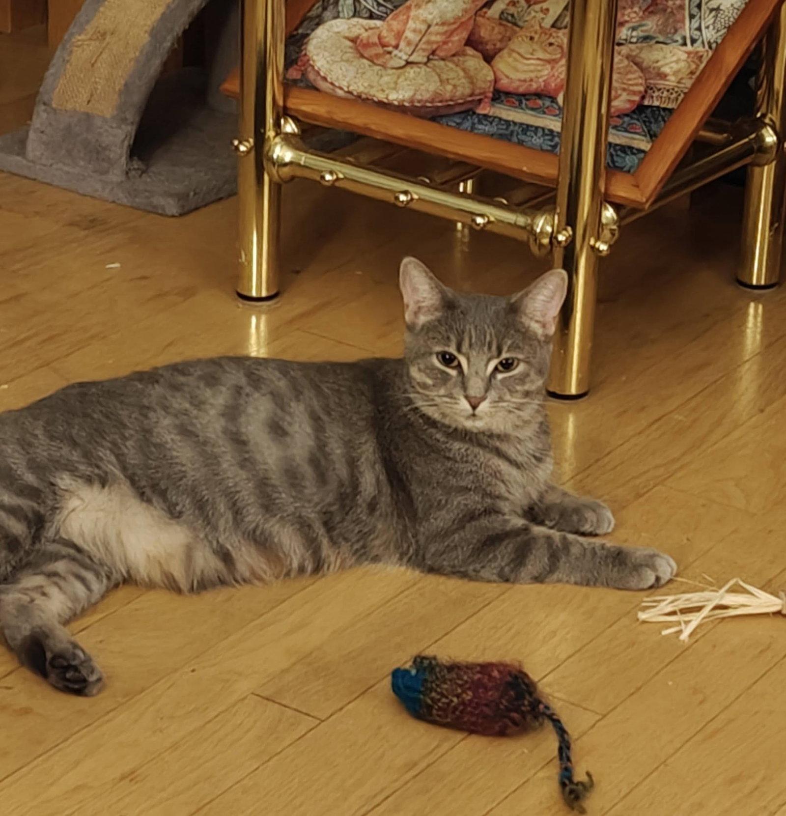 Enlarge Charlotte, a Adoptable Domestic Short Hair in Orleans, ON image 2/3