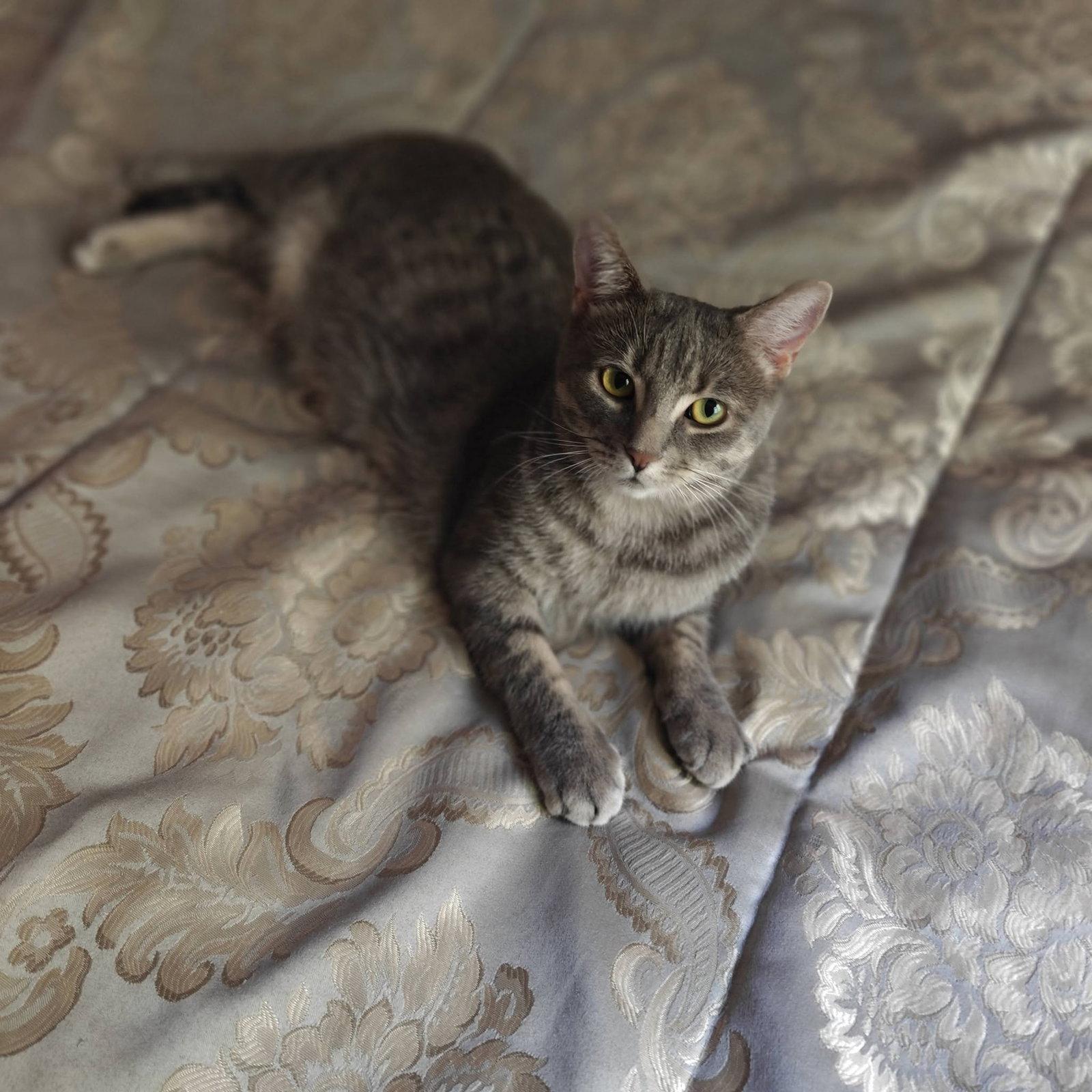 Enlarge Charlotte, a Adoptable Domestic Short Hair in Orleans, ON image 3/3