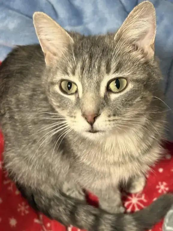 Demeter, a Adoptable mixed breed in Grand Rapids, MI image 2/6