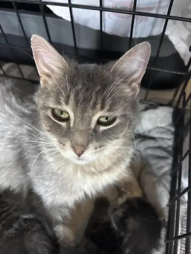 Enlarge Demeter, a Adoptable Domestic Short Hair in Grand Rapids, MI image 2/3