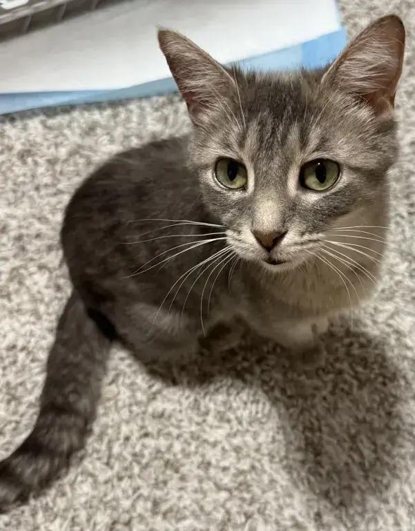 Demeter, a Adoptable mixed breed in Grand Rapids, MI image 3/4