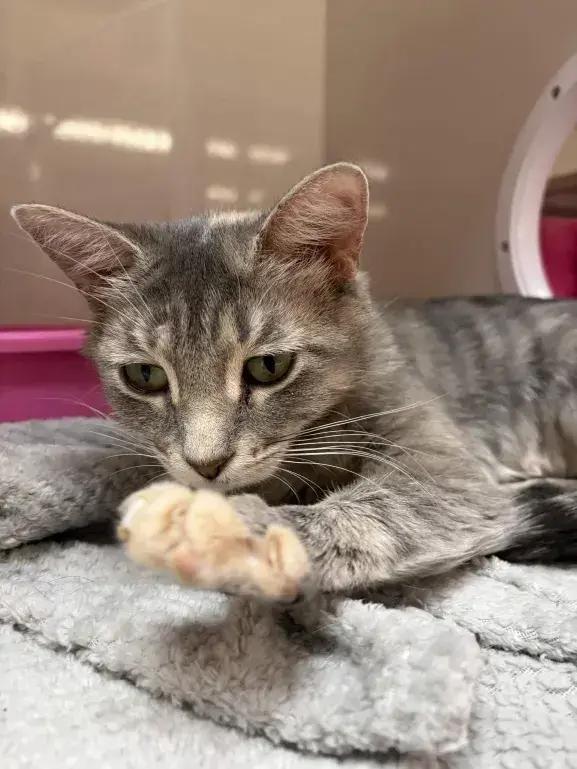 Demeter, a Adoptable mixed breed in Grand Rapids, MI image 3/6
