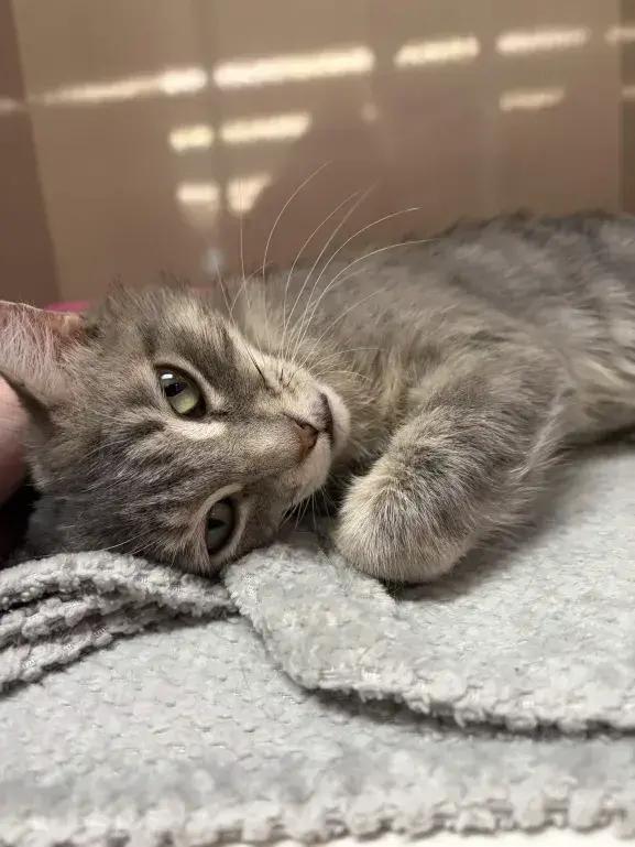 Demeter, a Adoptable mixed breed in Grand Rapids, MI image 4/6