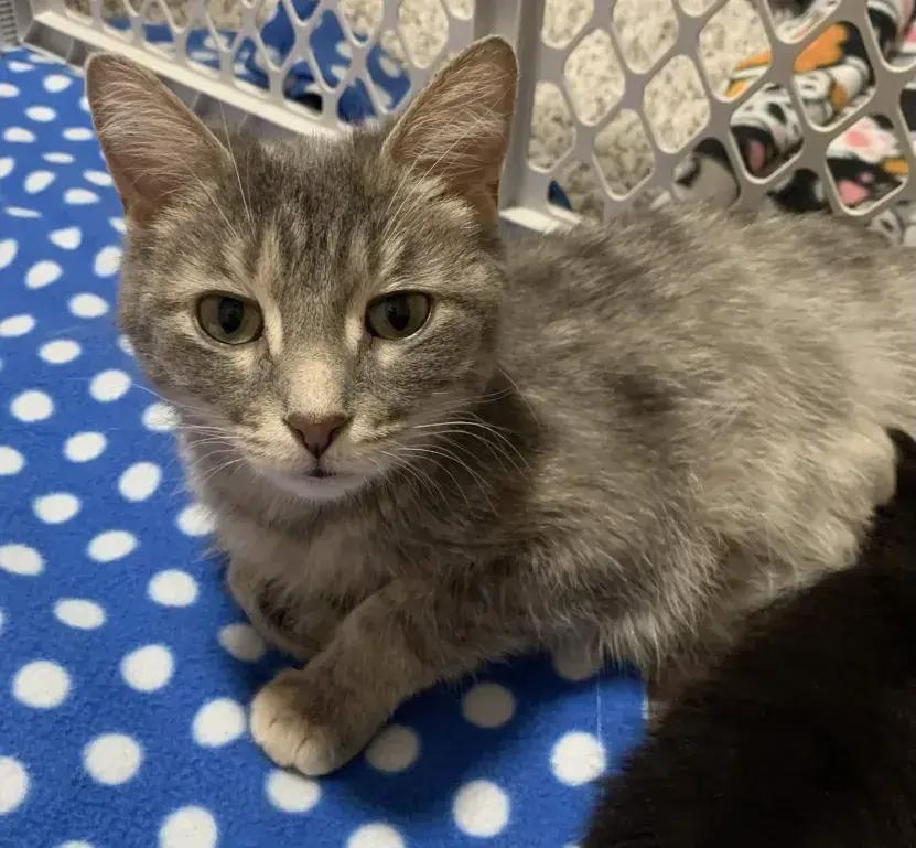 Enlarge Demeter, a Adoptable Domestic Short Hair in Grand Rapids, MI image 3/3