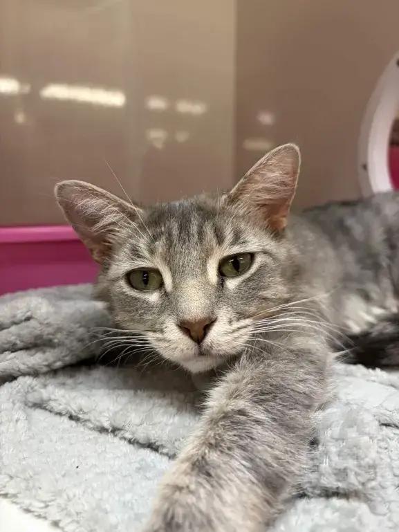 Demeter, a Adoptable mixed breed in Grand Rapids, MI image 6/6