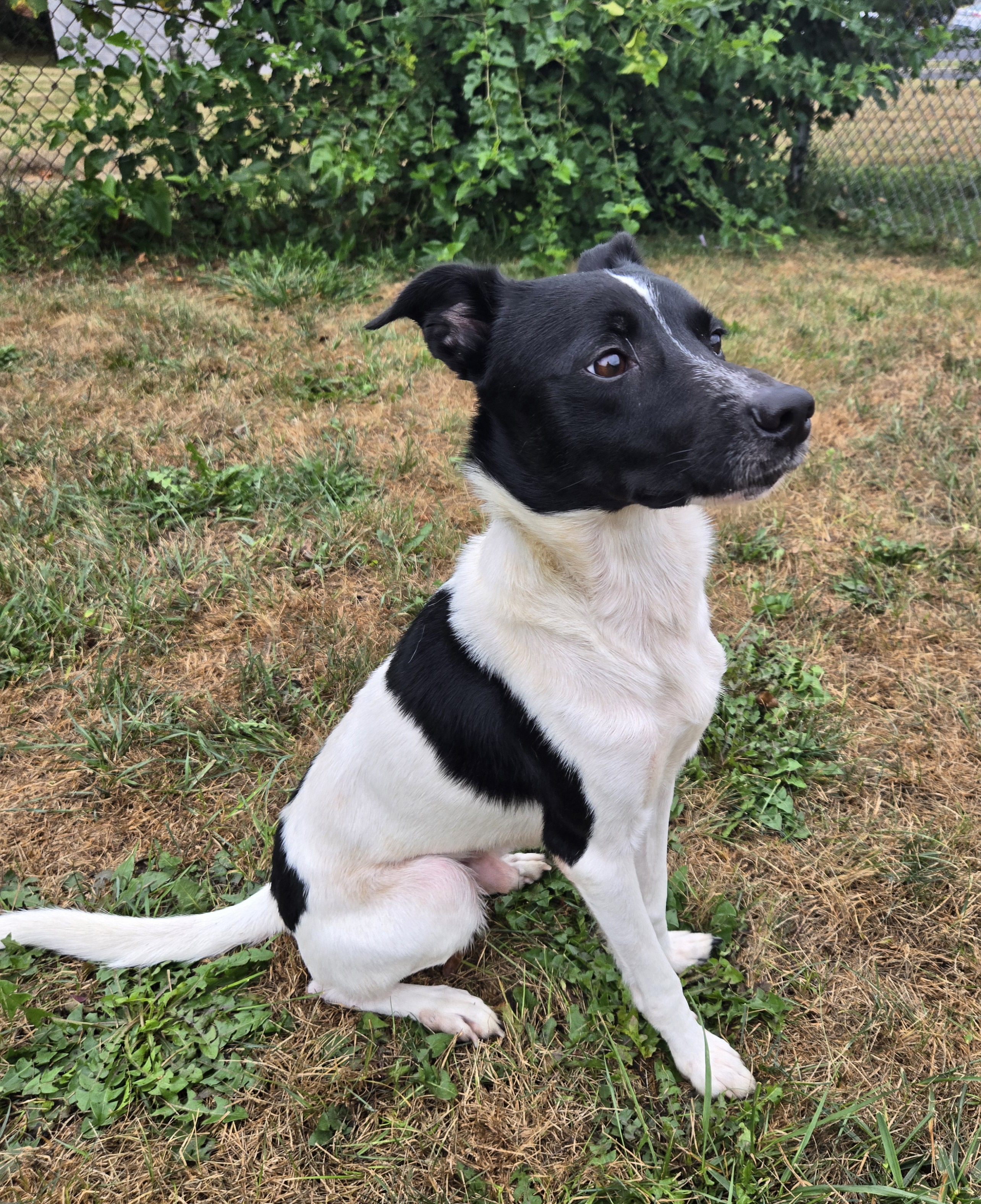 Dog for adoption Andre, a Terrier in Xenia , OH Petfinder