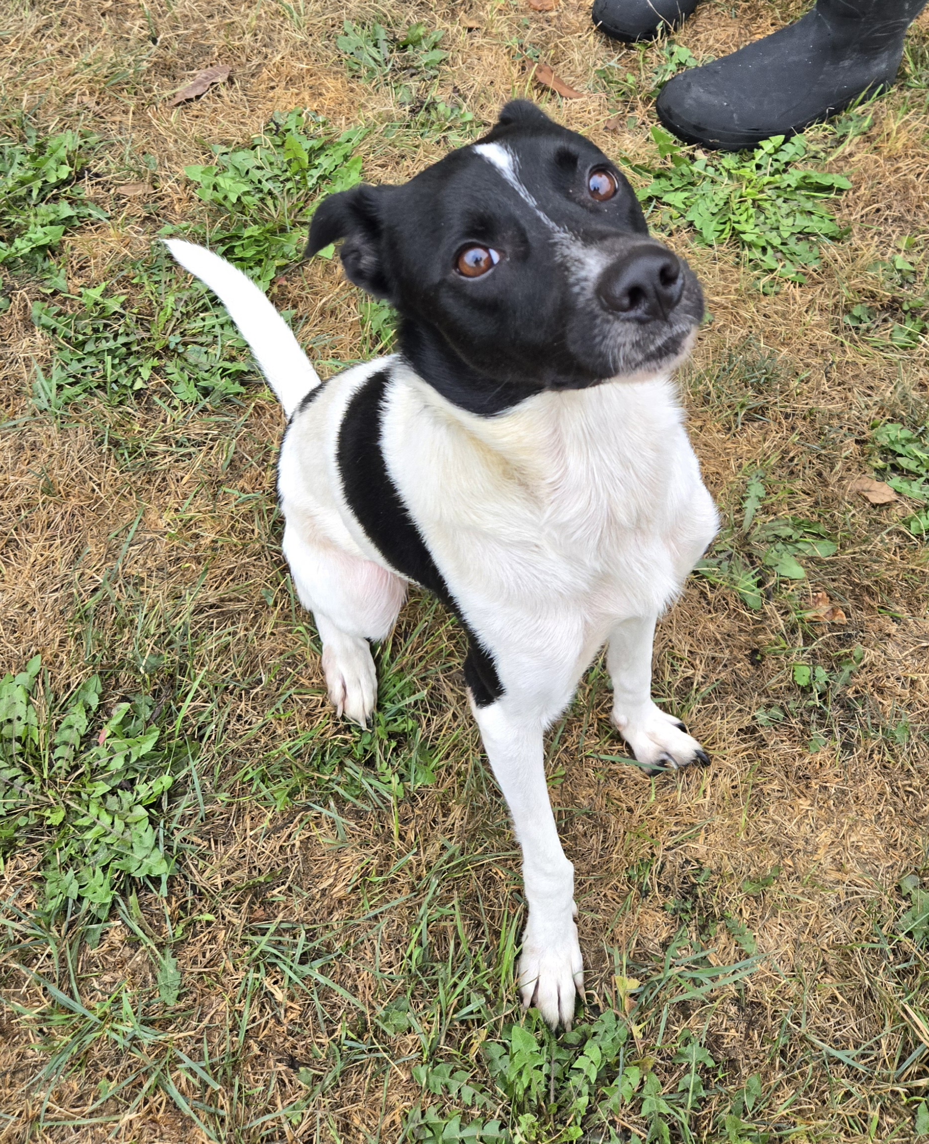 Dog for adoption Andre, a Terrier in Xenia , OH Petfinder