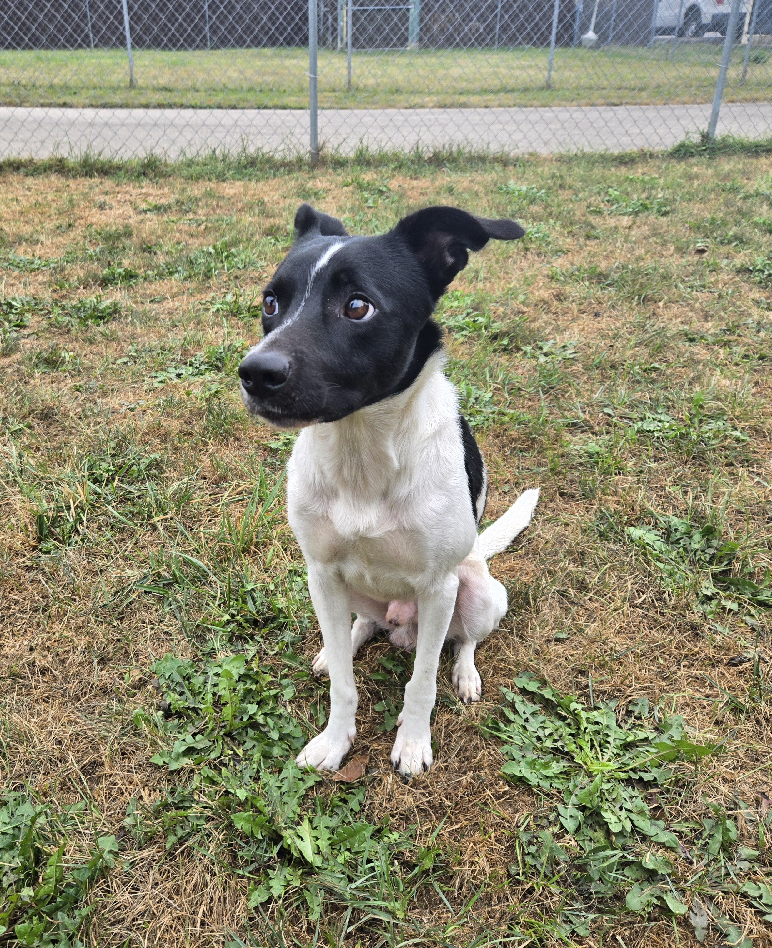 Dog for adoption Andre, a Terrier in Xenia , OH Petfinder