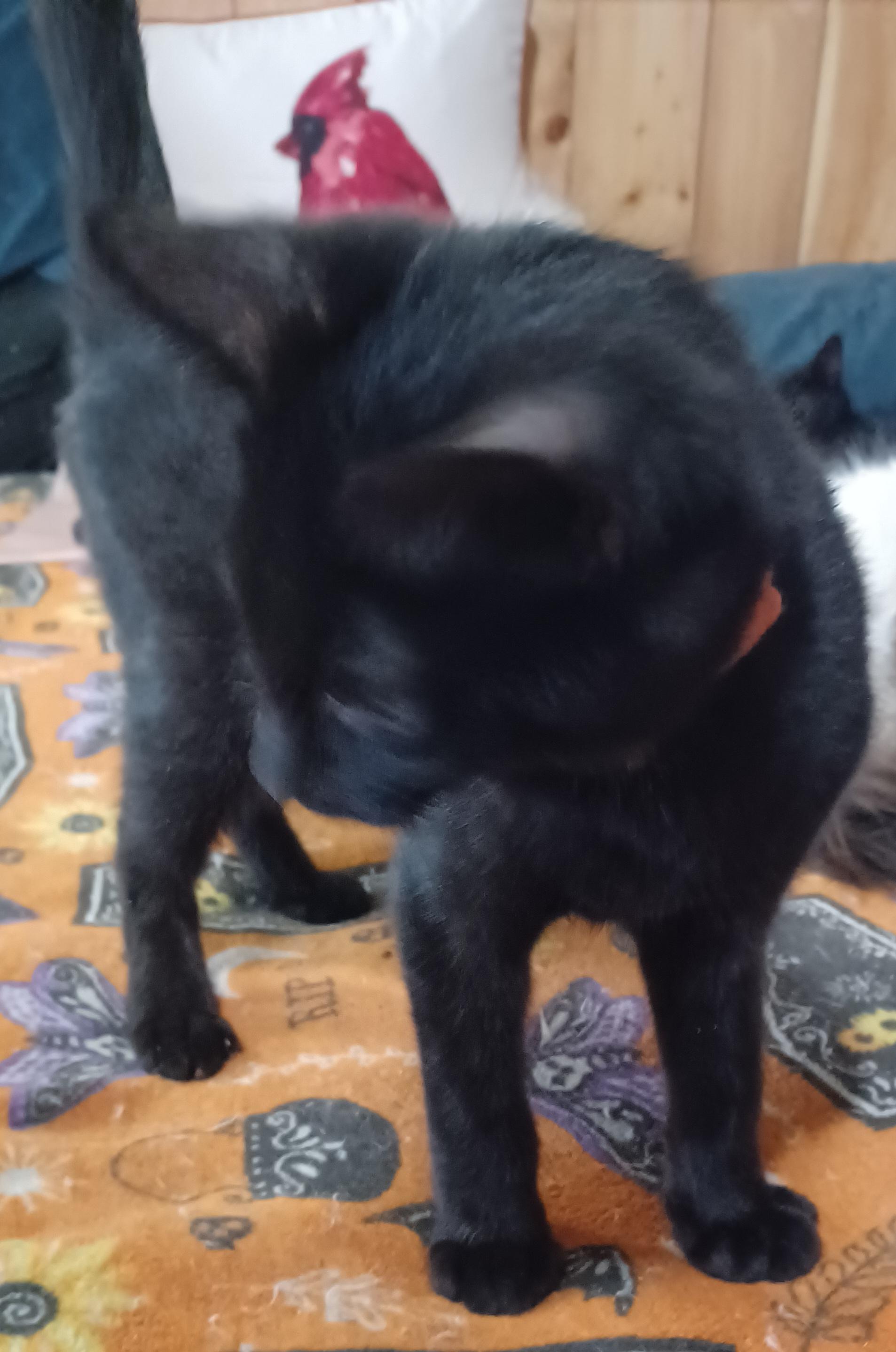 Enlarge Boysenberry, a ADOPTABLE Domestic Short Hair in Morgantown, WV image 3/4