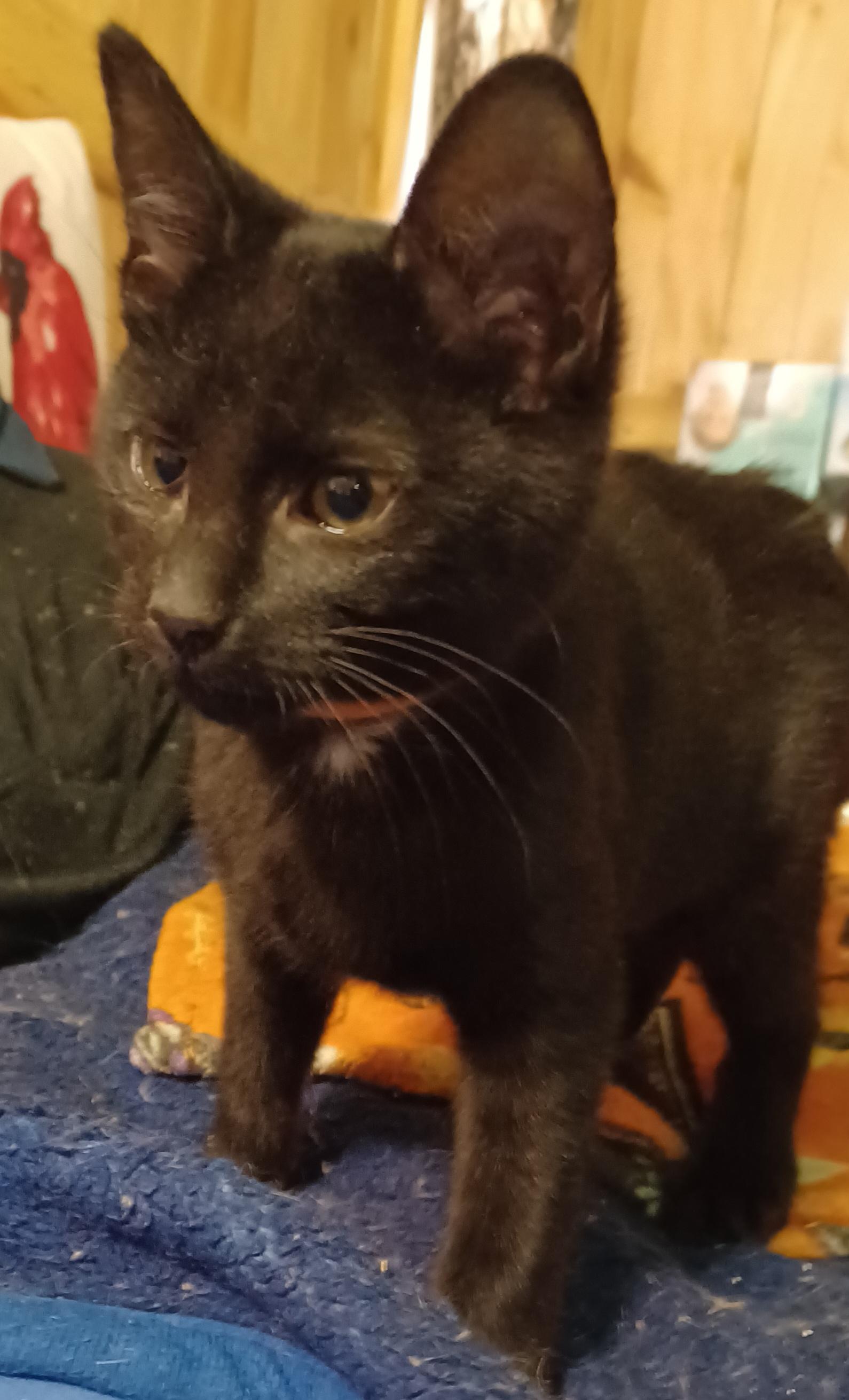 Enlarge Boysenberry, a ADOPTABLE Domestic Short Hair in Morgantown, WV image 1/4