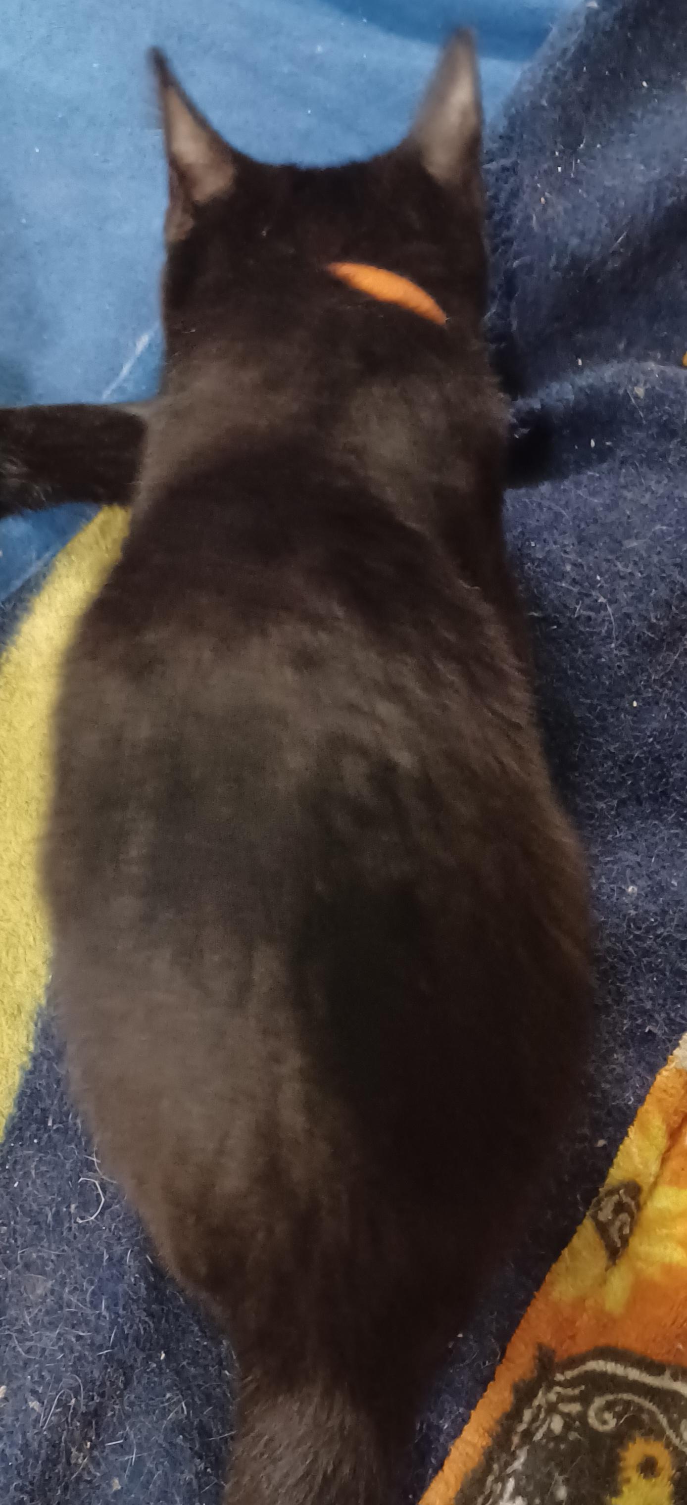 Enlarge Boysenberry, a ADOPTABLE Domestic Short Hair in Morgantown, WV image 2/4