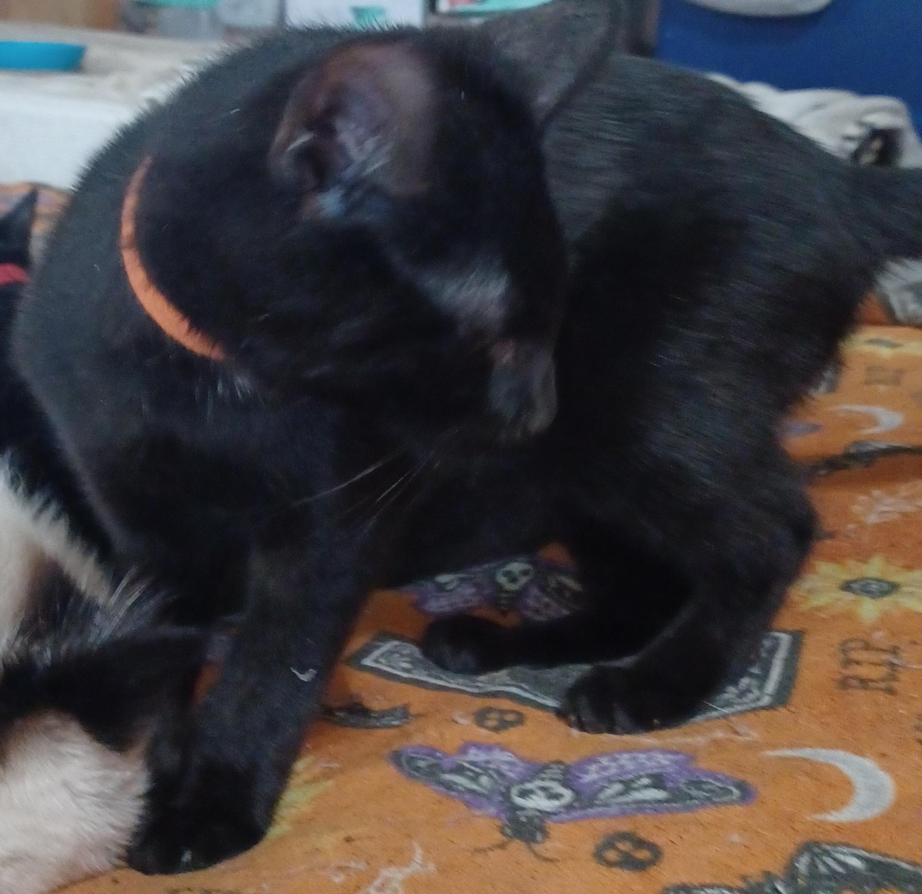 Enlarge Boysenberry, a ADOPTABLE Domestic Short Hair in Morgantown, WV image 4/4