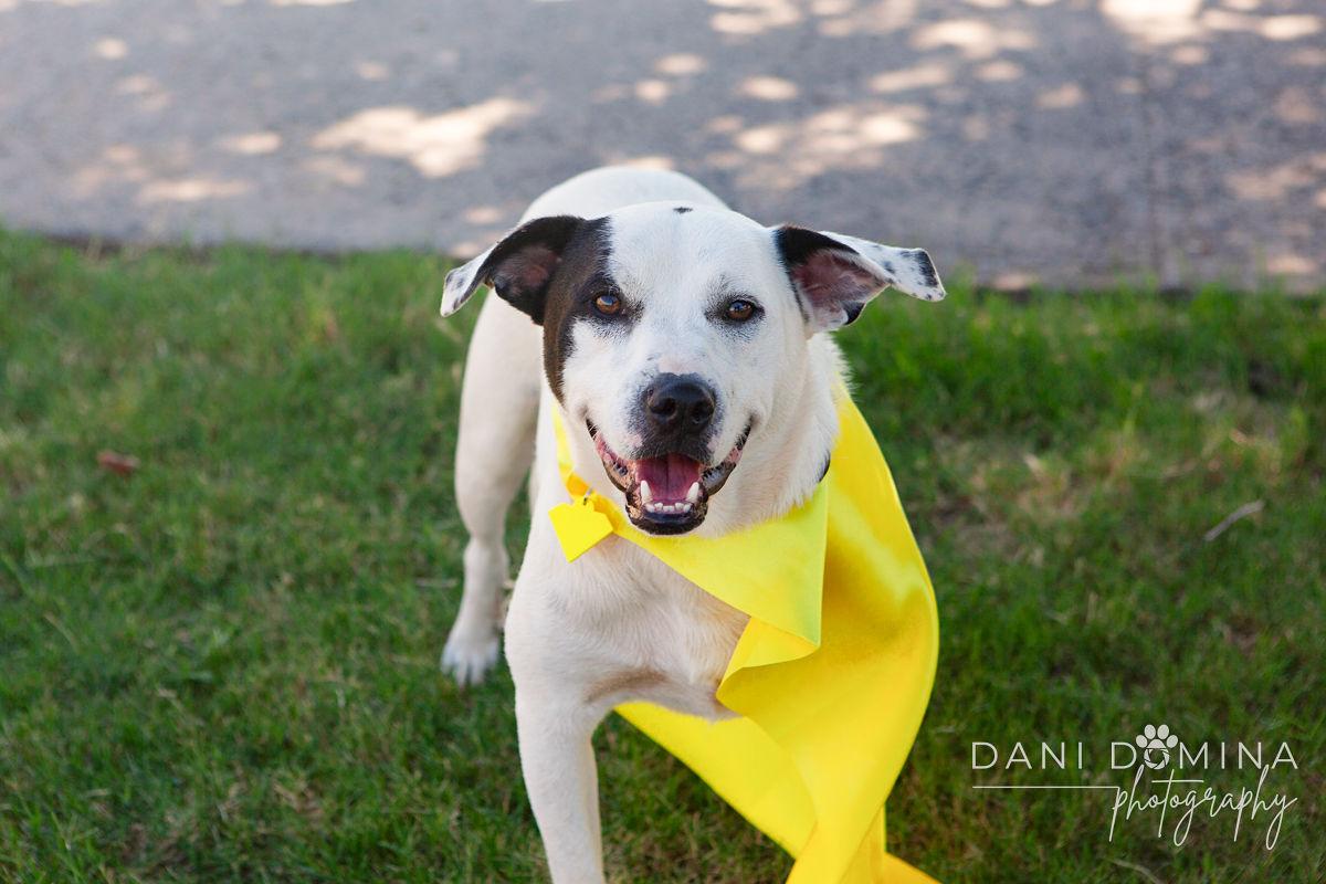 Enlarge Olaf, a Adoptable mixed breed in Choctaw, OK image 3/5