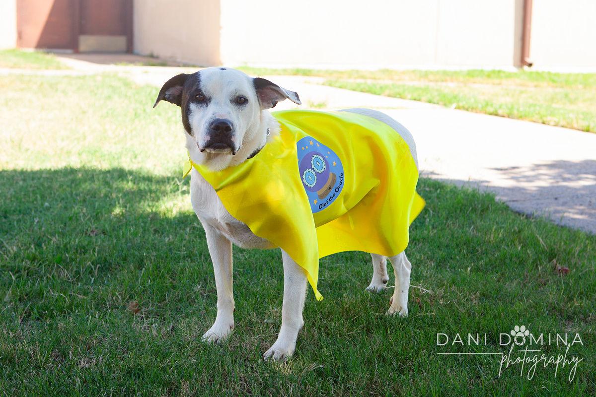 Enlarge Olaf, a Adoptable mixed breed in Choctaw, OK image 4/5