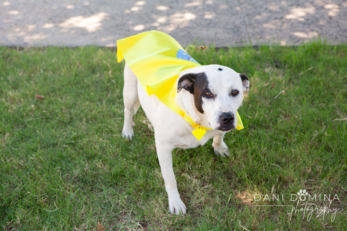 Enlarge Olaf, a Adoptable mixed breed in Choctaw, OK image 2/5