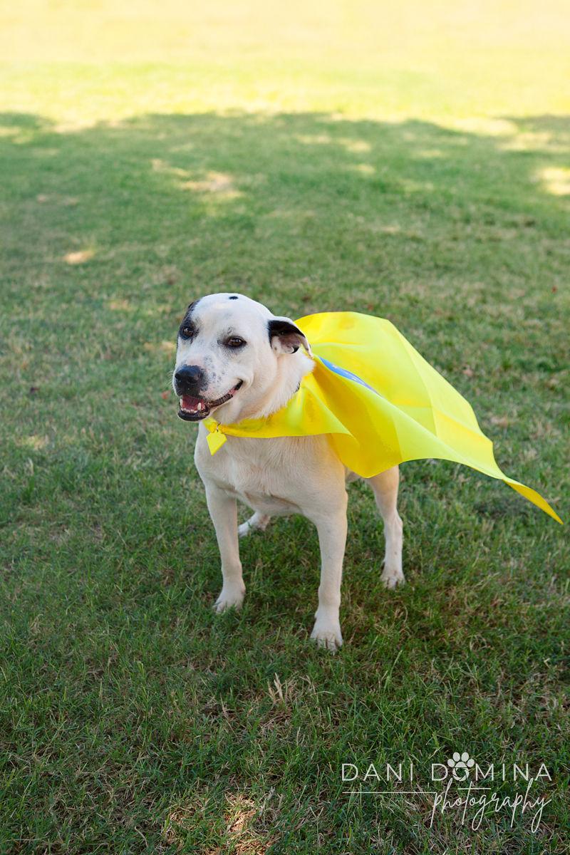Enlarge Olaf, a Adoptable mixed breed in Choctaw, OK image 1/5