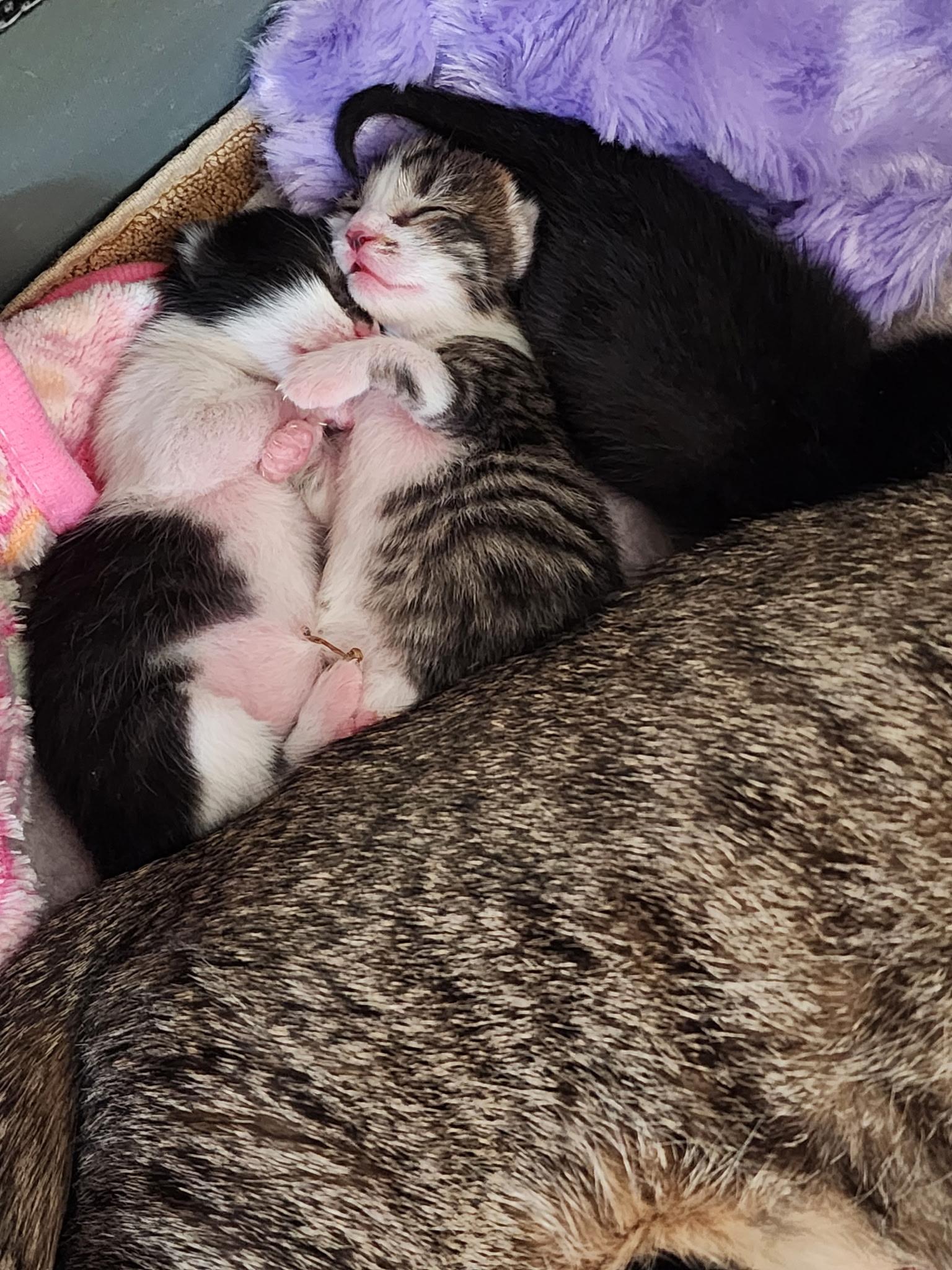 Enlarge Babies, a ADOPTABLE Calico in Clifton, NJ image 6/6