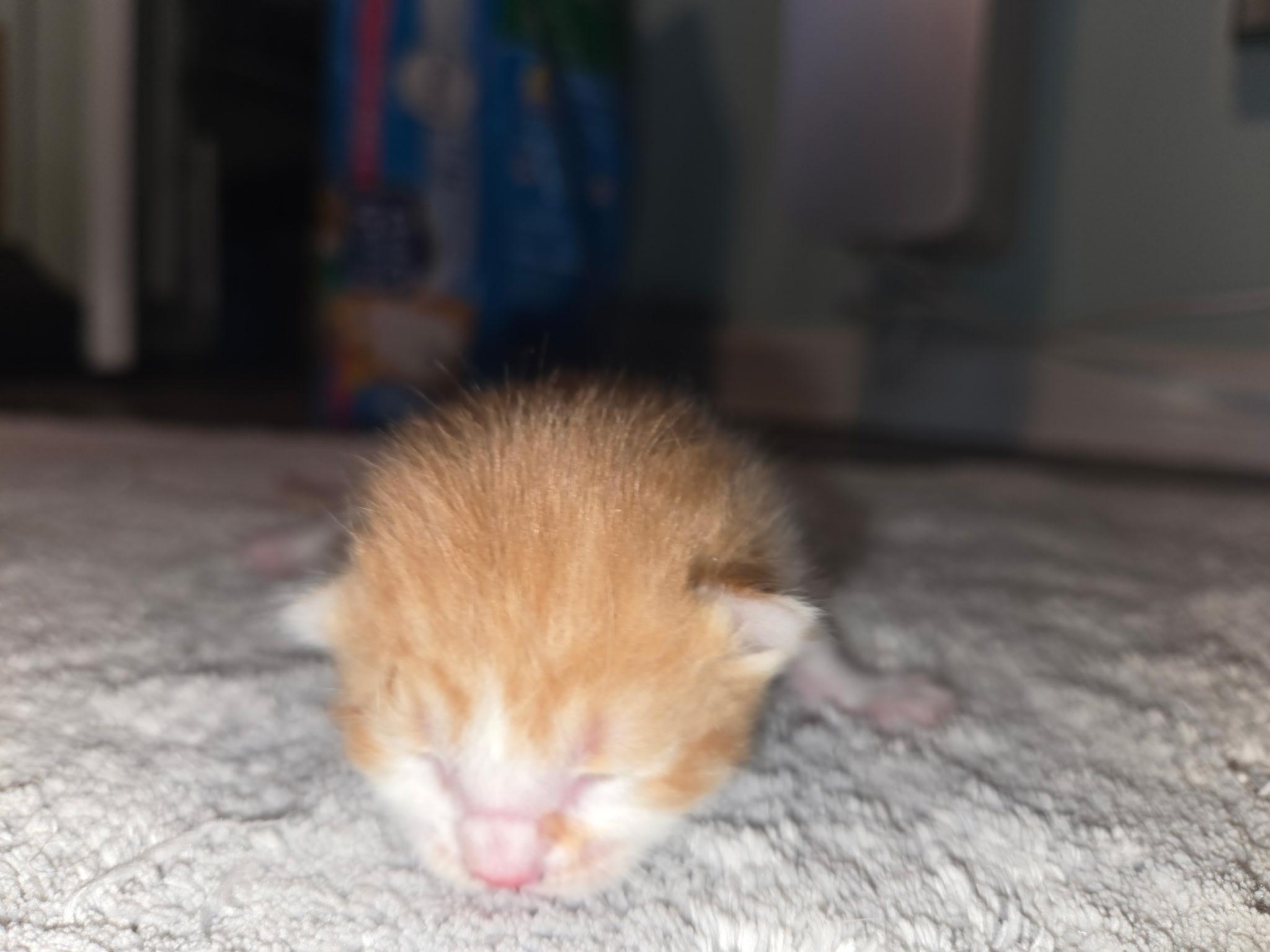 Enlarge Babies, a ADOPTABLE Calico in Clifton, NJ image 2/6