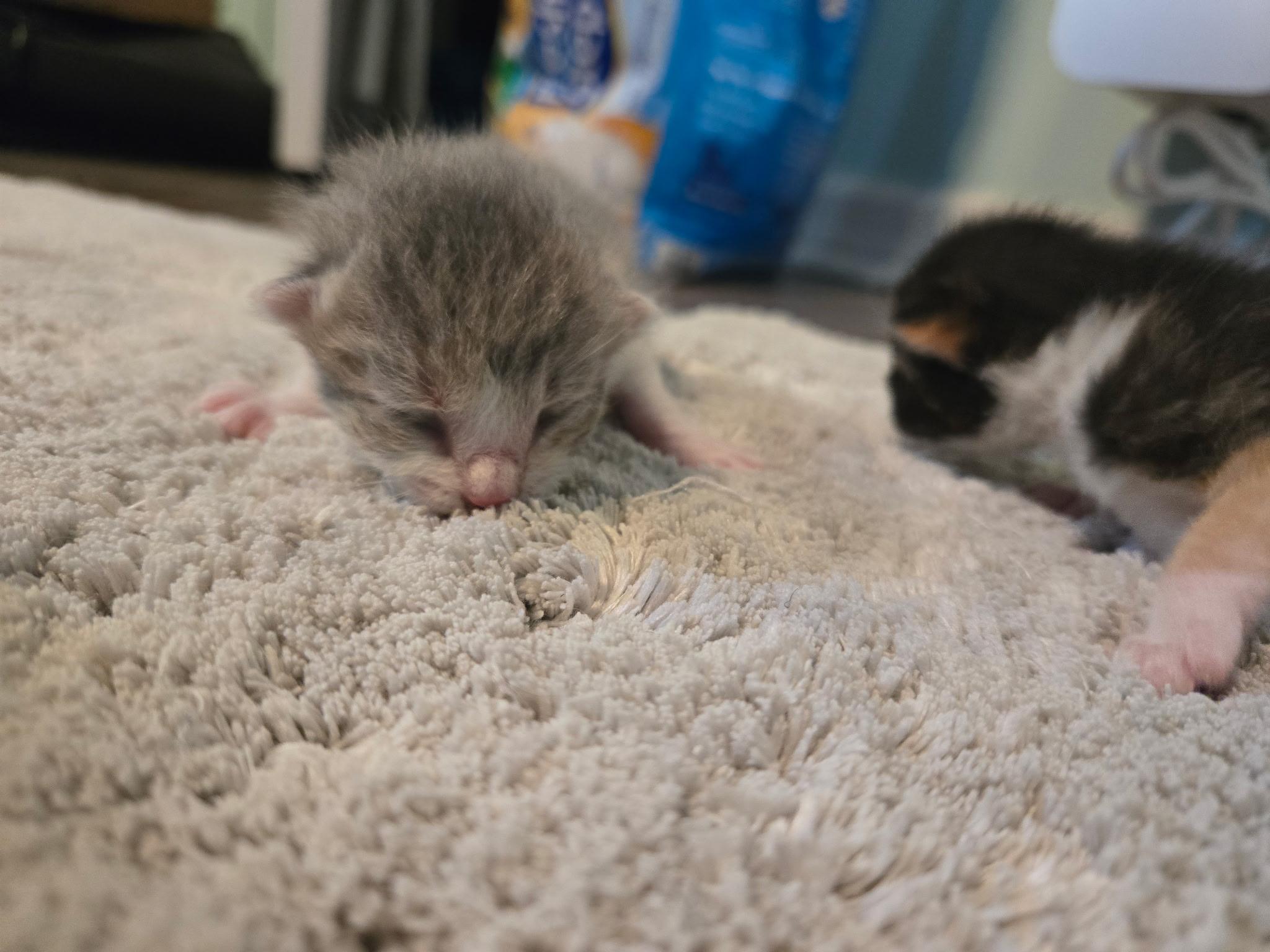 Babies, ADOPTABLE, Kitten Female Calico.