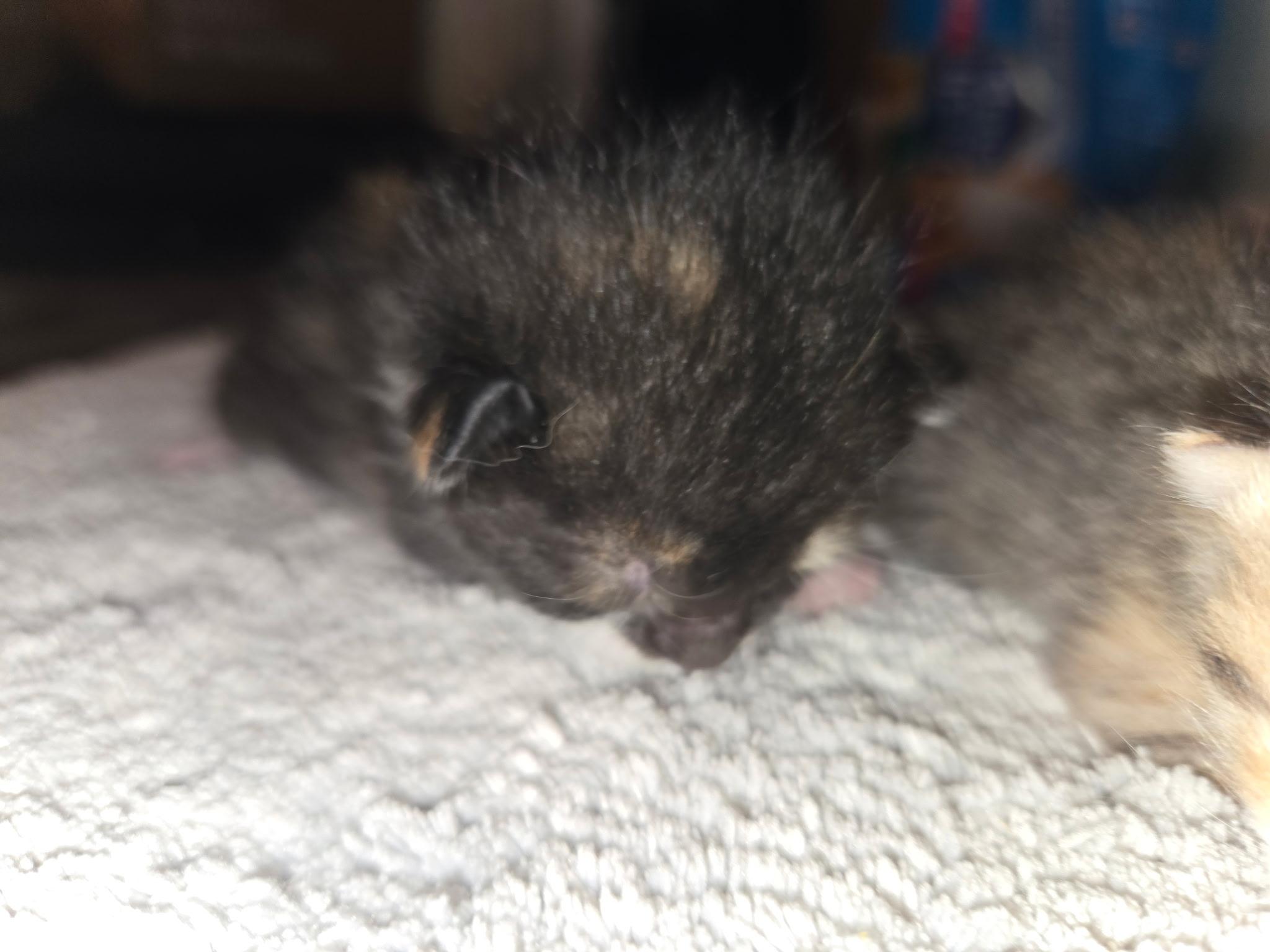 Enlarge Babies, a ADOPTABLE Calico in Clifton, NJ image 4/6