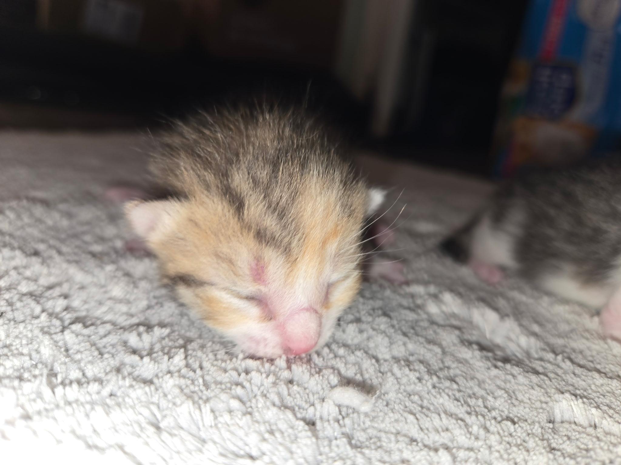 Enlarge Babies, a ADOPTABLE Calico in Clifton, NJ image 5/6