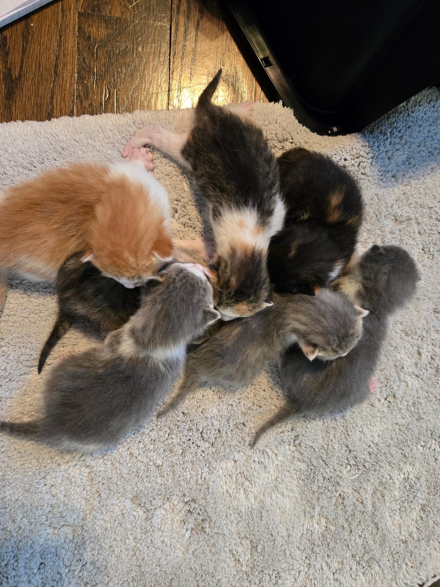 Enlarge Babies, a ADOPTABLE Calico in Clifton, NJ image 3/6