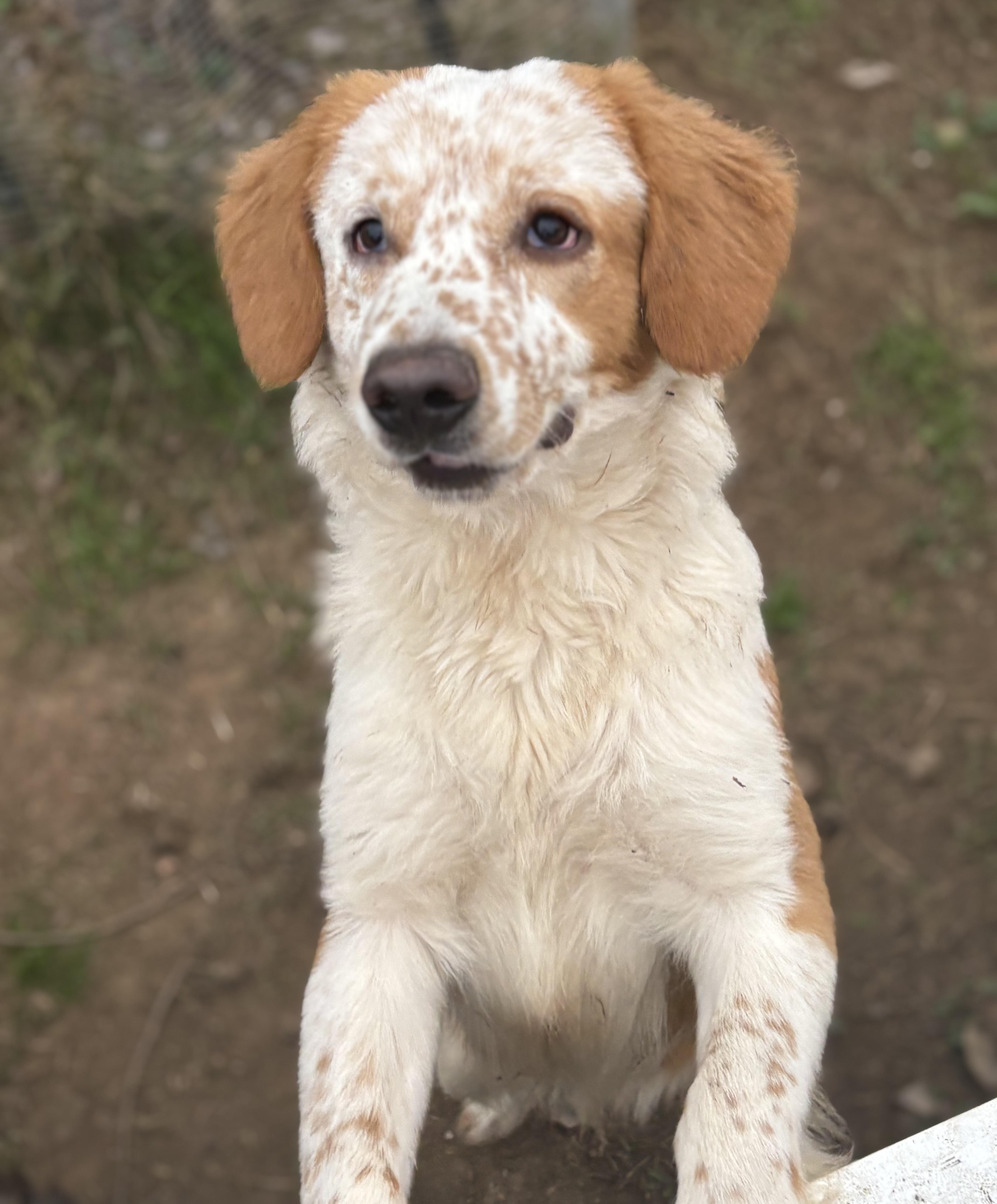 Enlarge River, a Adoptable mixed breed in Yuba City, CA image 1/5