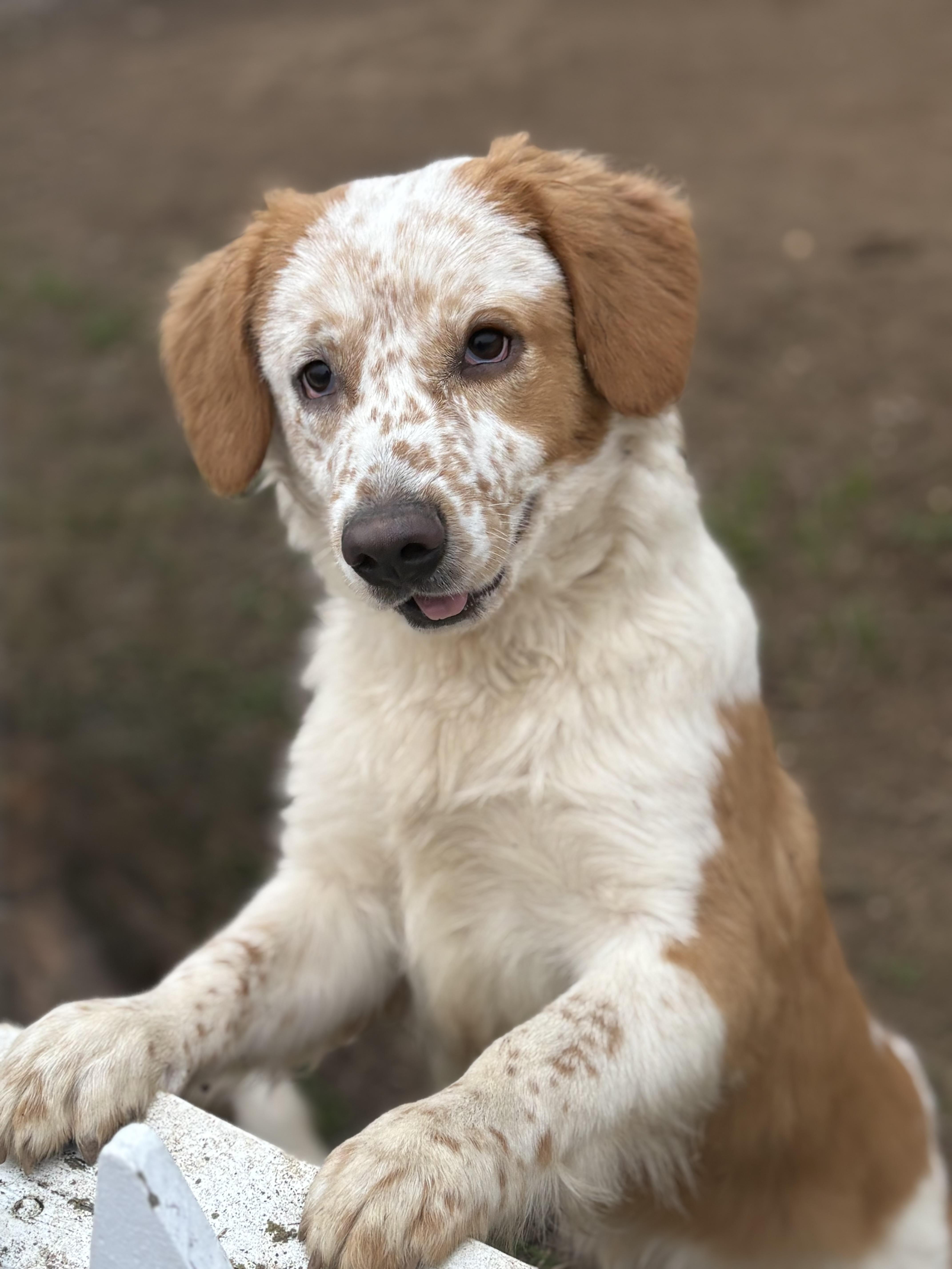 Enlarge River, a Adoptable mixed breed in Yuba City, CA image 5/5