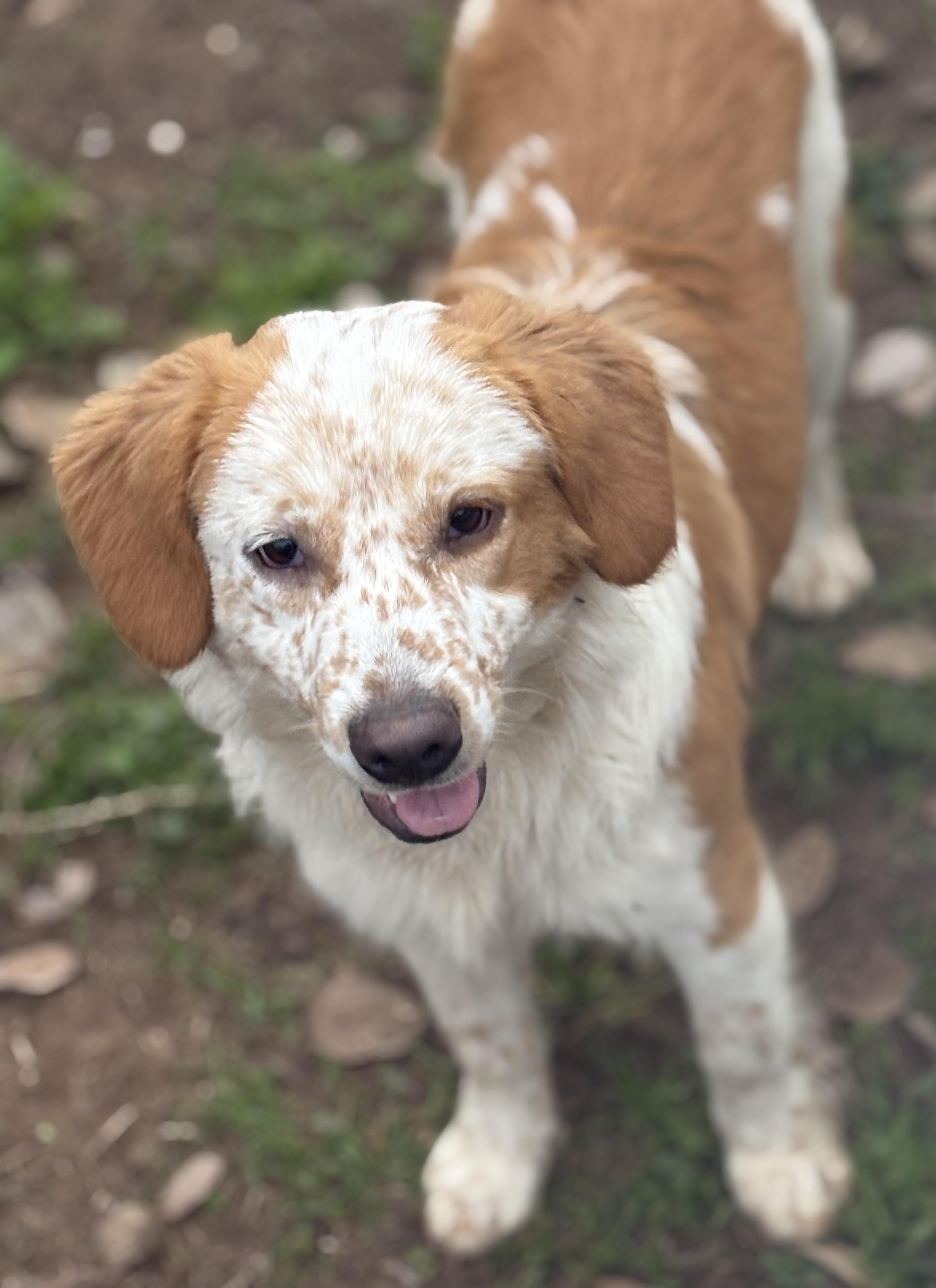 Enlarge River, a Adoptable mixed breed in Yuba City, CA image 4/5