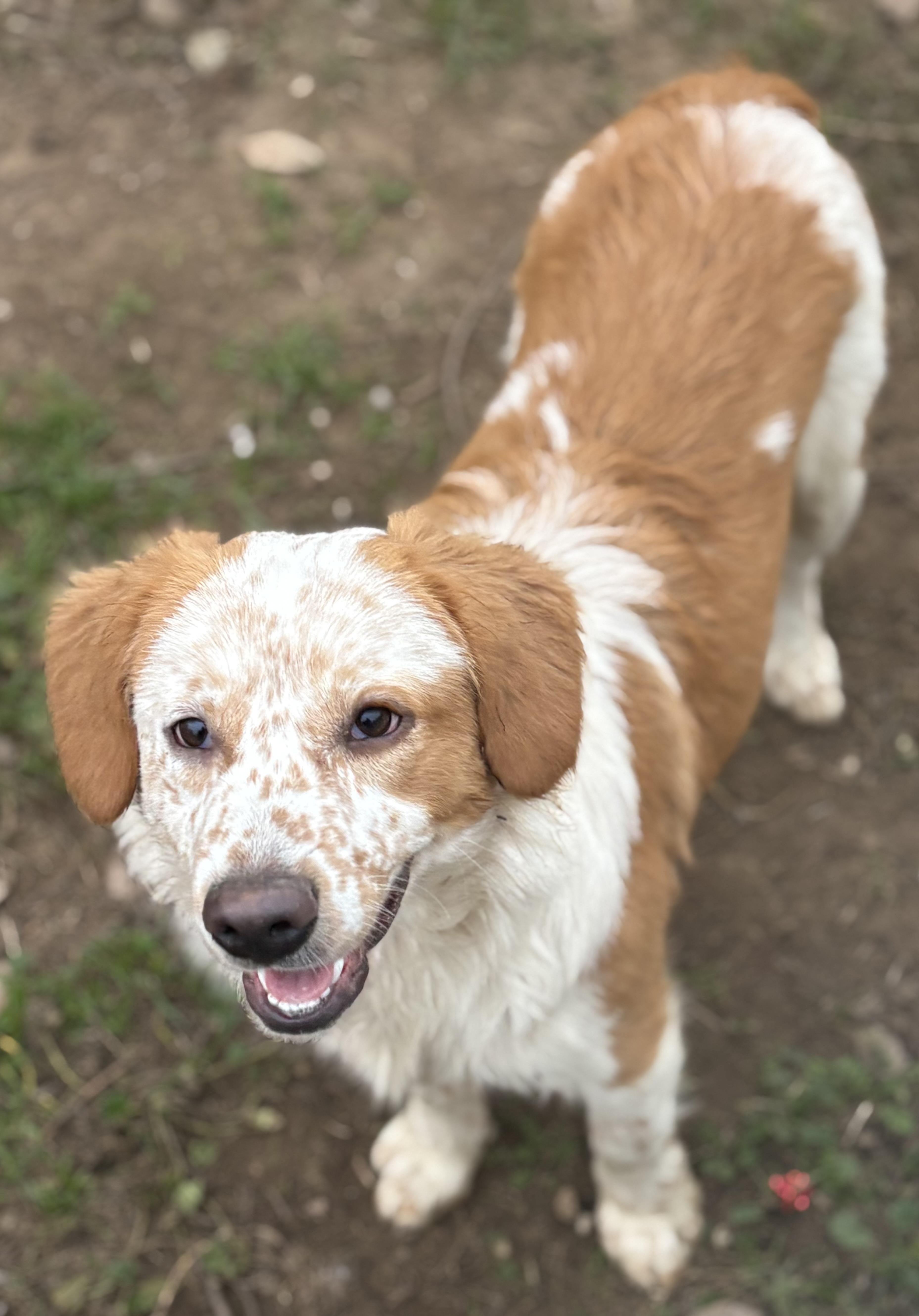 Enlarge River, a Adoptable mixed breed in Yuba City, CA image 3/5
