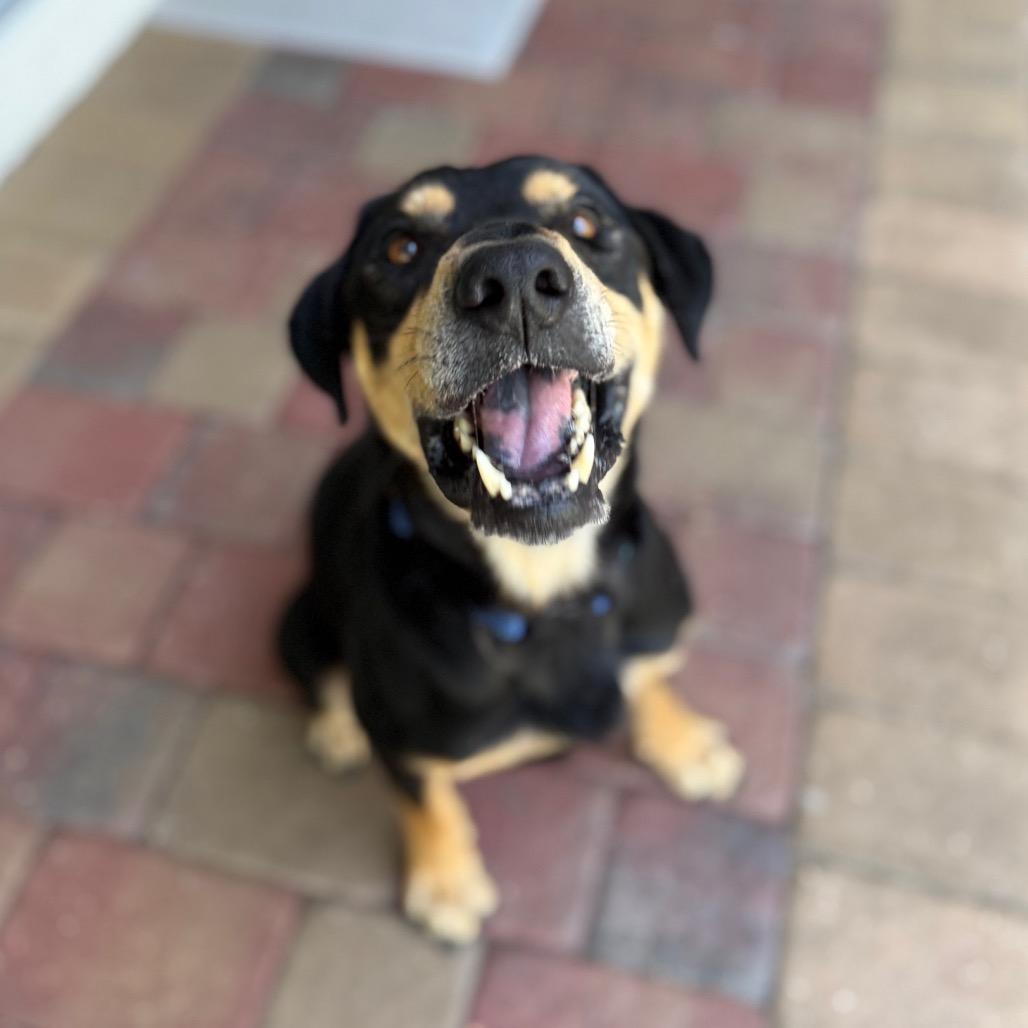 King, Adoptable, Adult Male Mixed Breed.