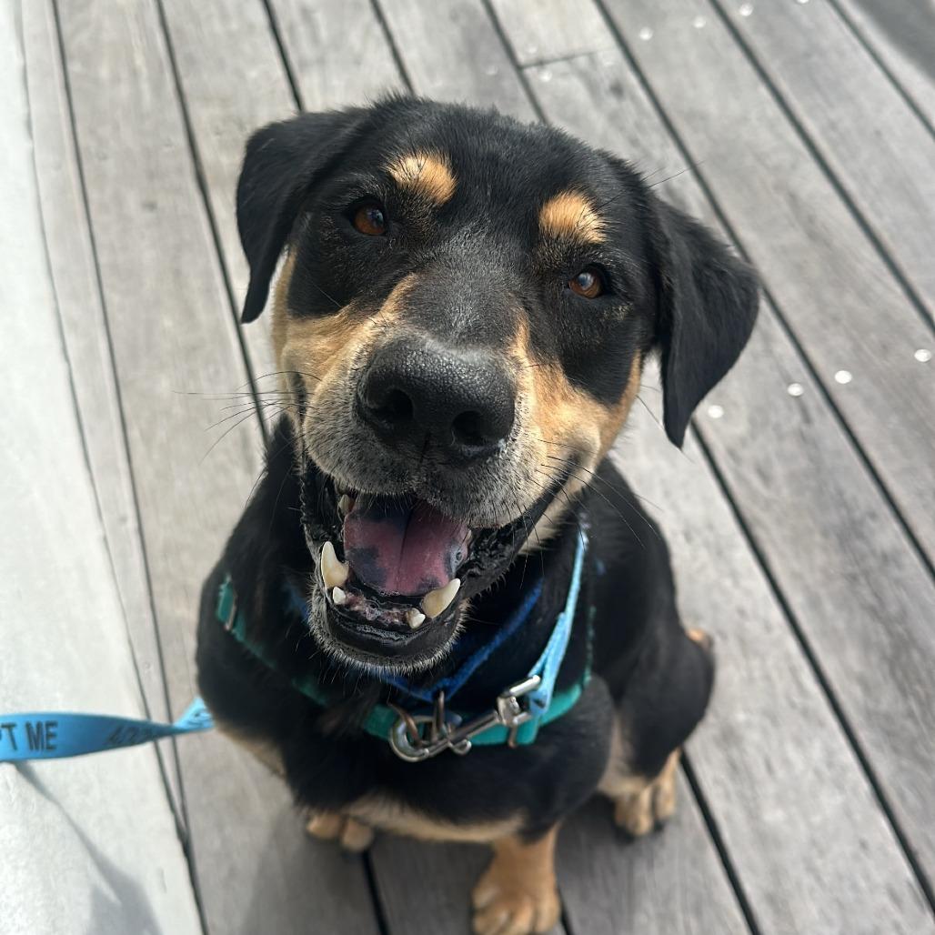 Enlarge King, a Adoptable Mixed Breed in Naples, FL image 3/6