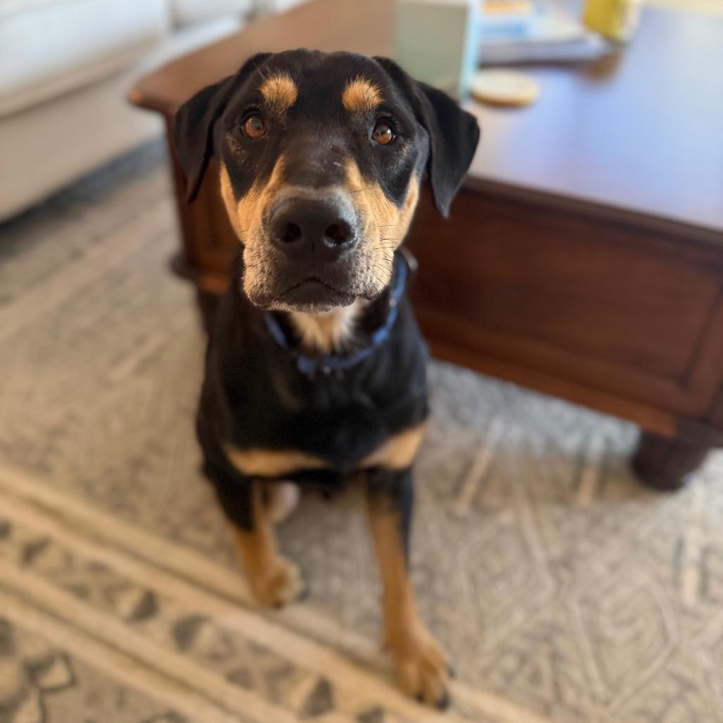Enlarge King, a Adoptable Mixed Breed in Naples, FL image 4/6