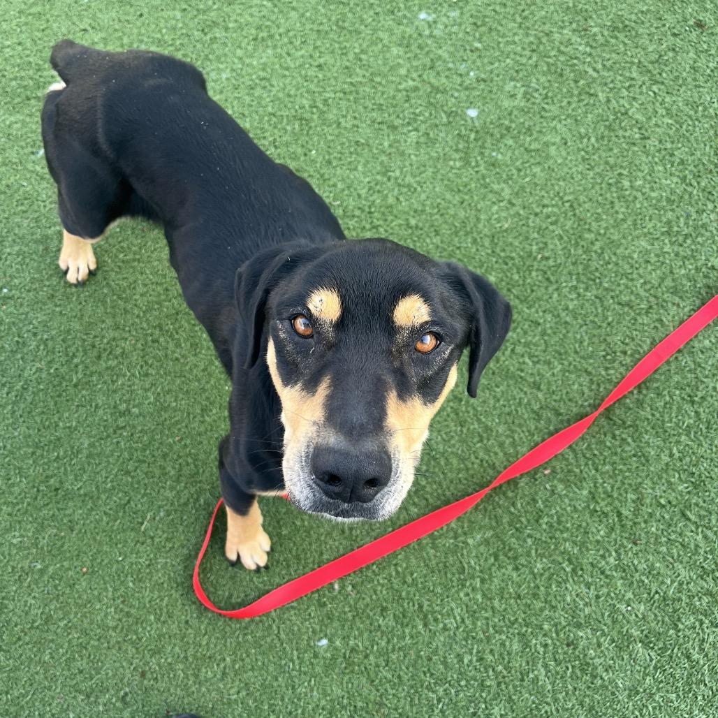 King — thumbnail 3